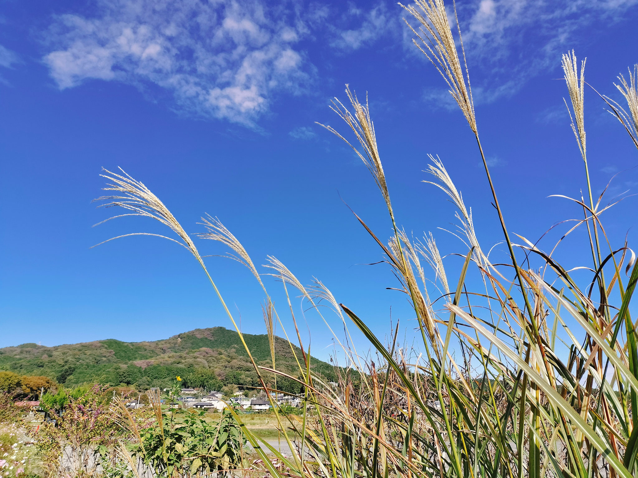 秋の巾着田と日和田山