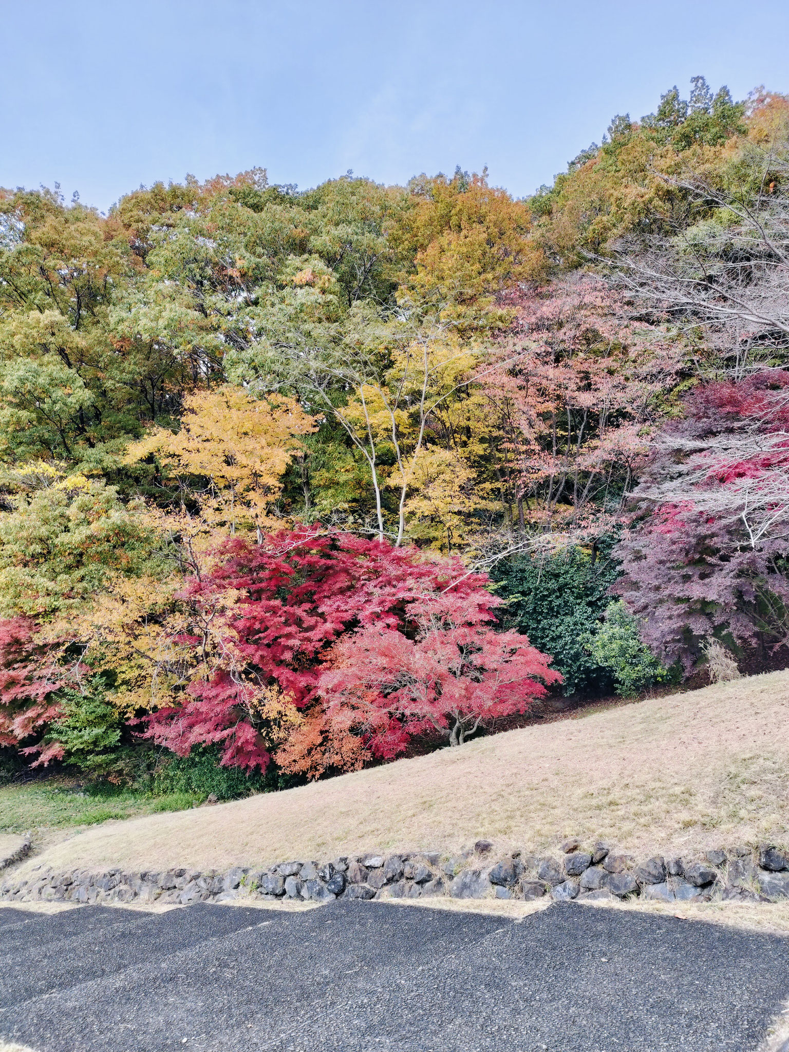 丘の上中腹