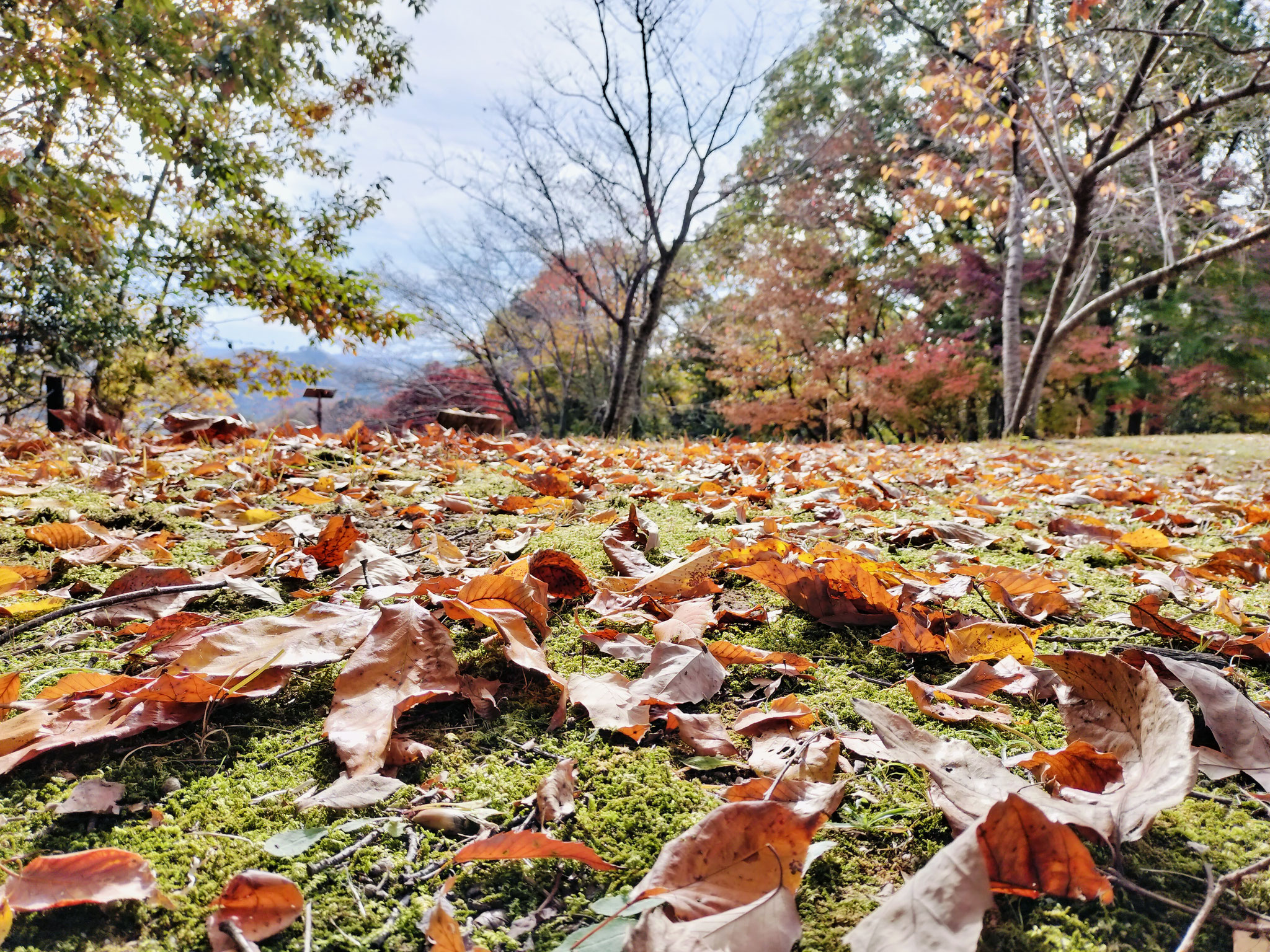 丘の上公園落葉樹