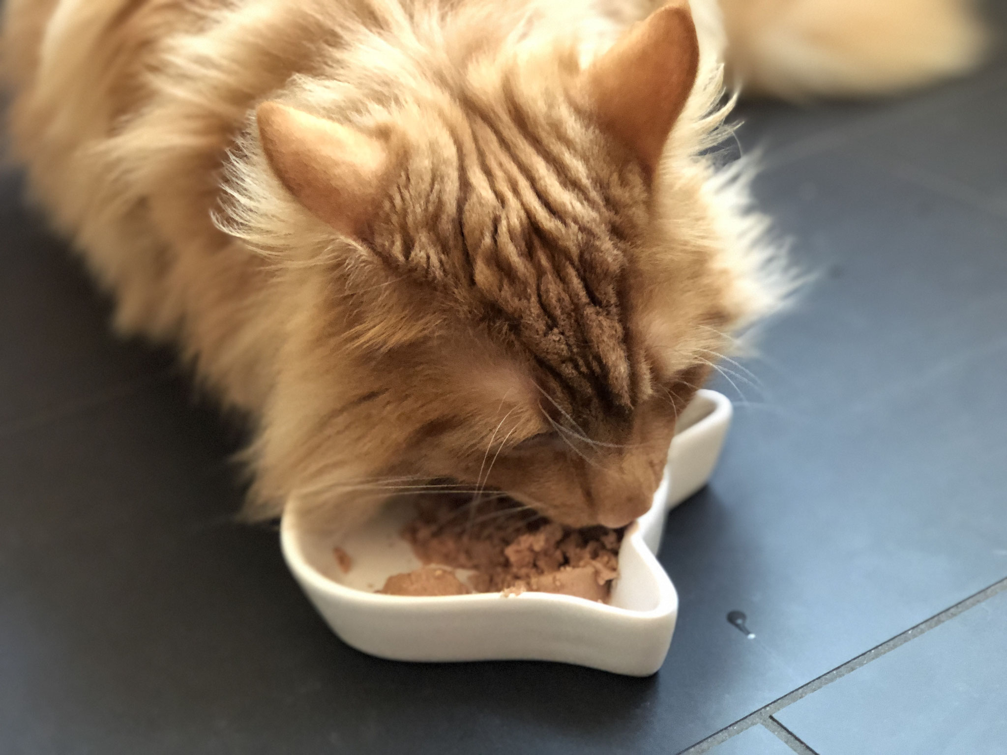 Lily's Kitchen Nassfutter im Test Miezenmahlzeit