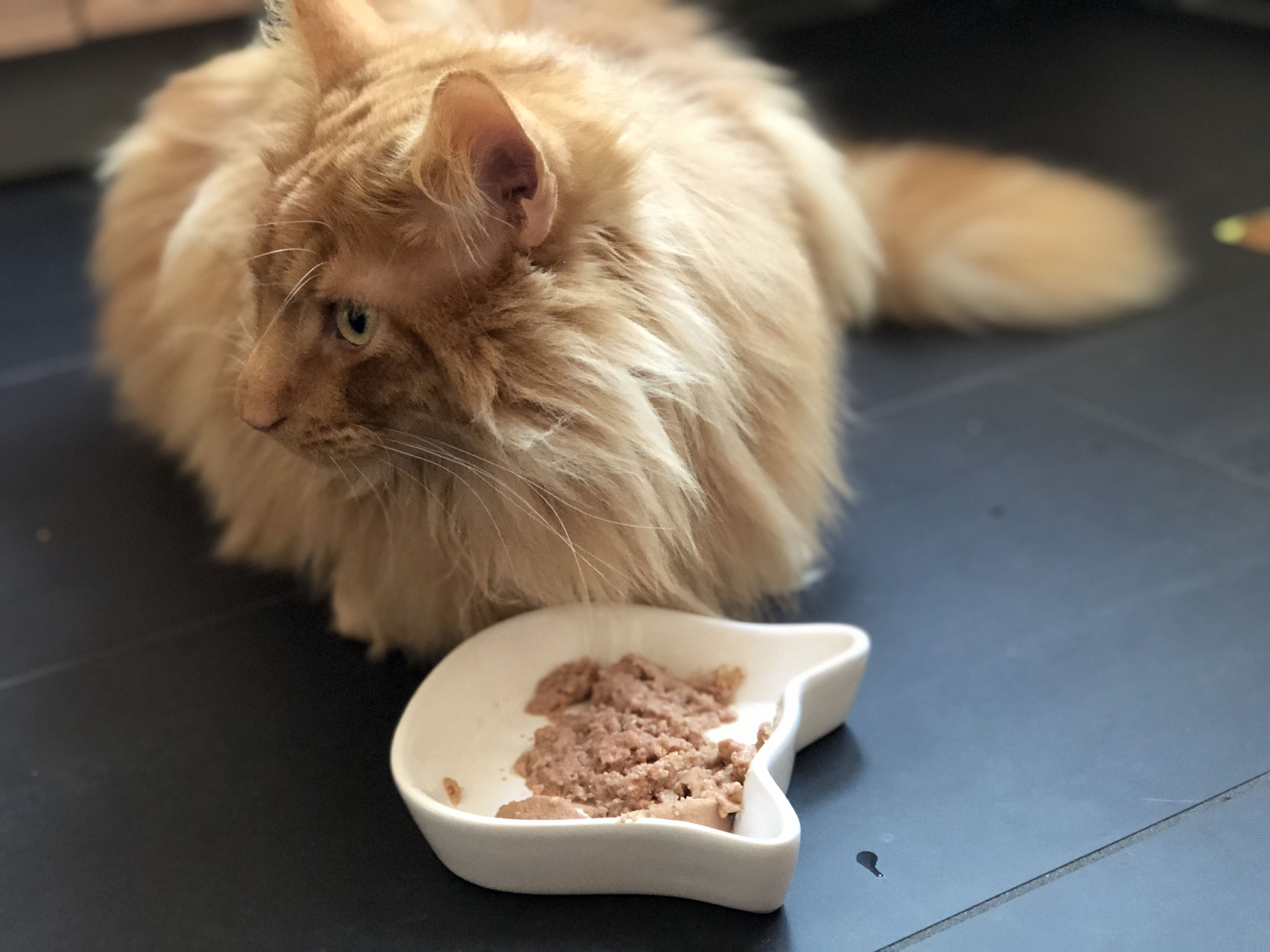 Lily's Kitchen Nassfutter im Test Miezenmahlzeit