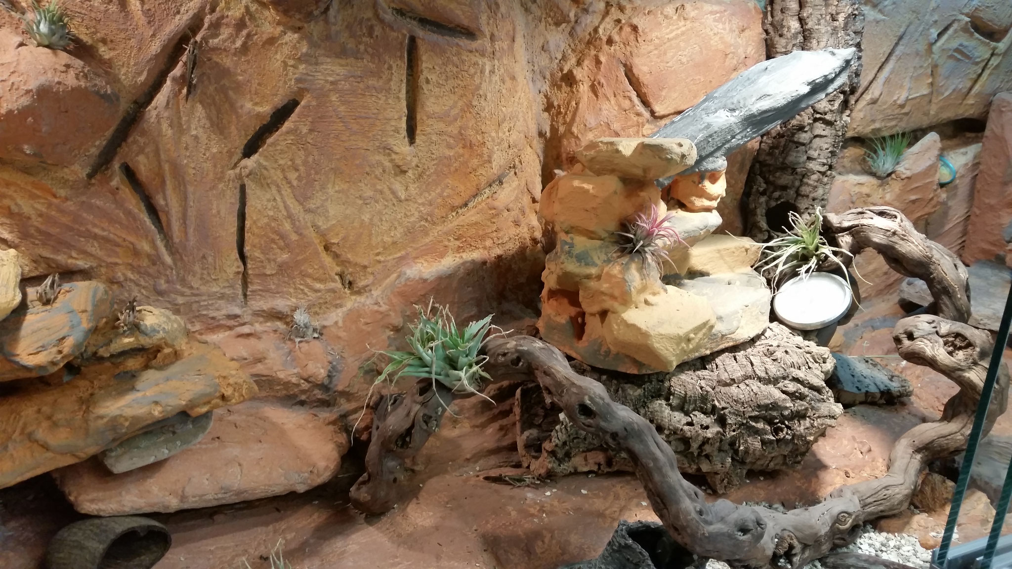 im Terrarium