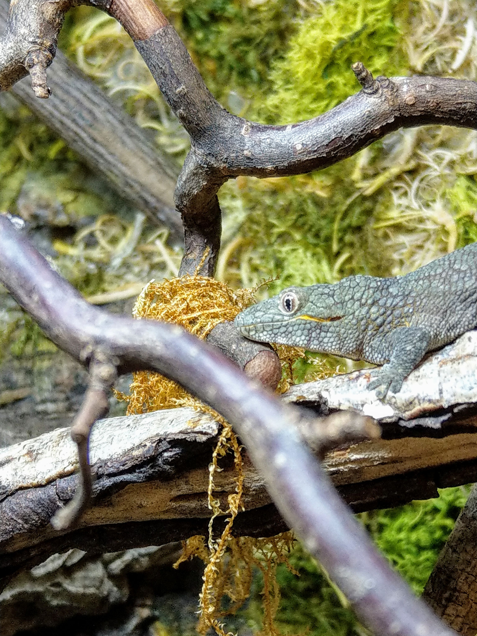 Eurydactylodes agricolae Bauers Chamäleon Gecko Sauriakeller