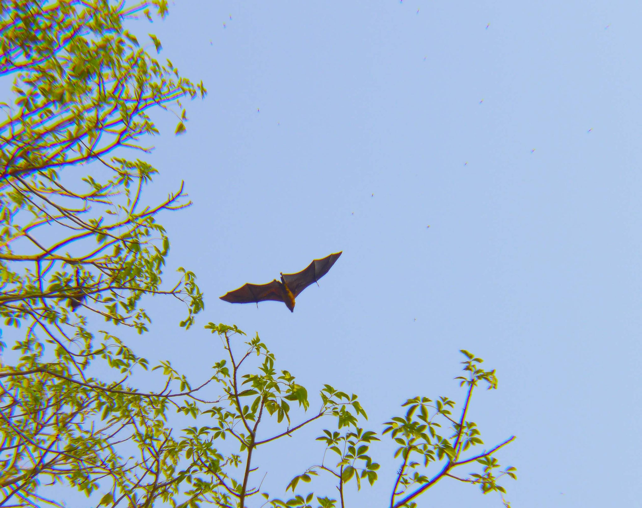 huge bats.