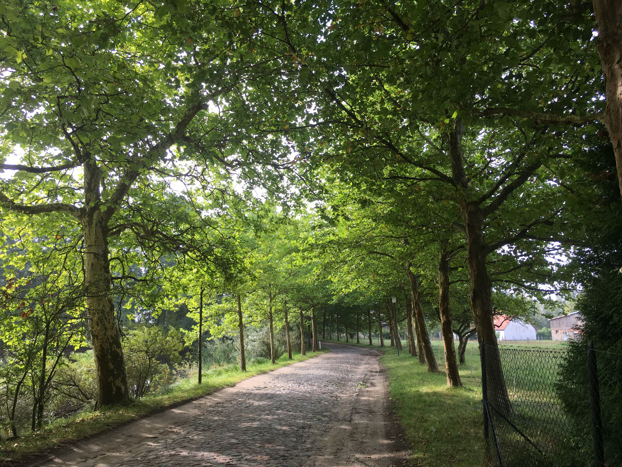 Platanenallee Richtung Süden