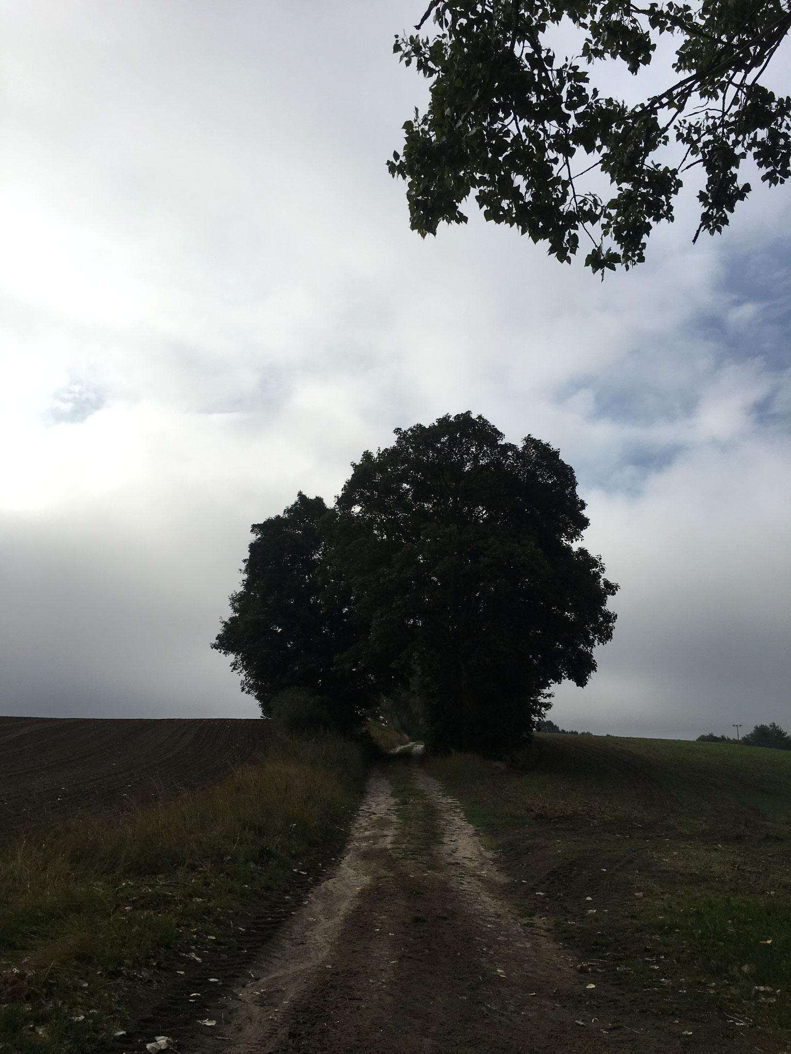 Birkenweg Richtung Murchin