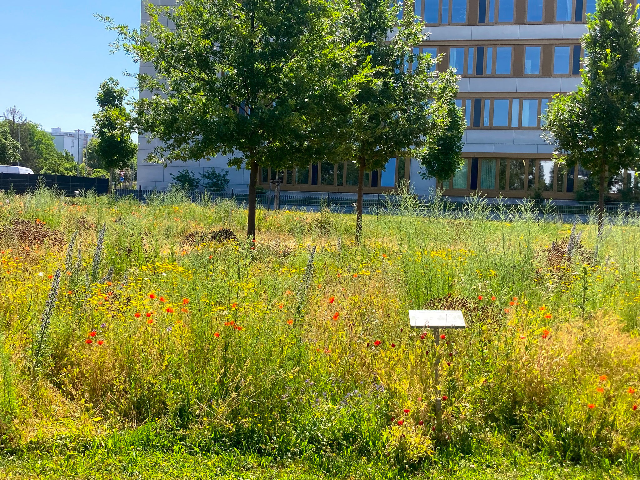 Blühfläche im Bürgerpark 2023