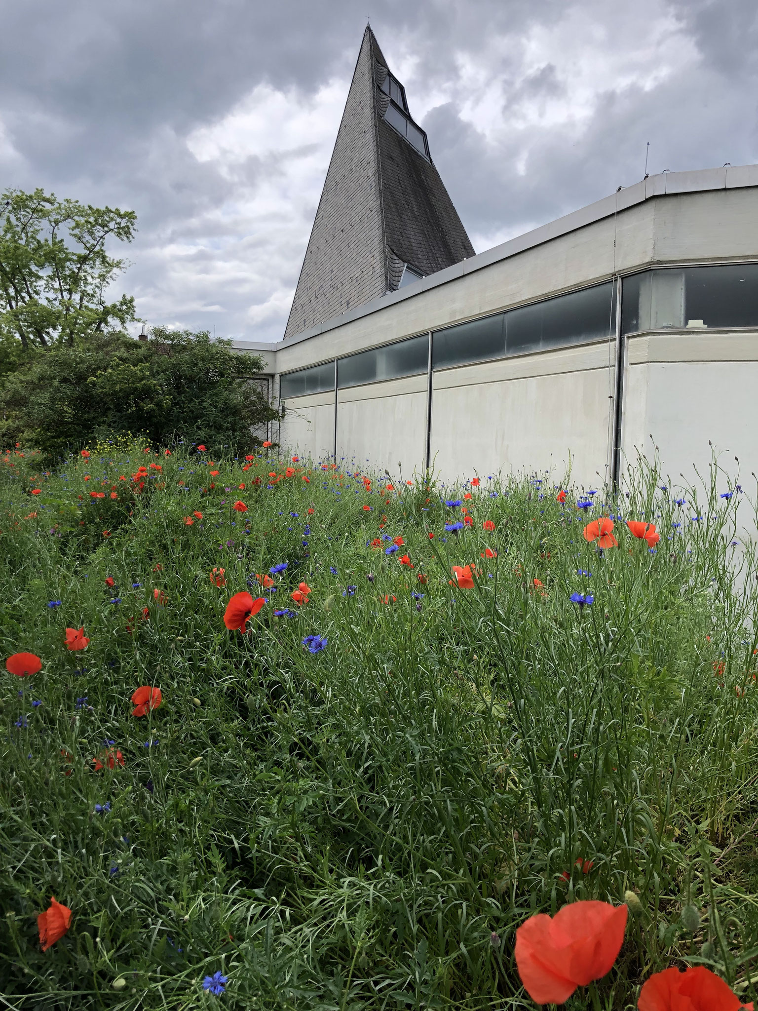 Mohn-Blühaspekt, Frühjahr 2024