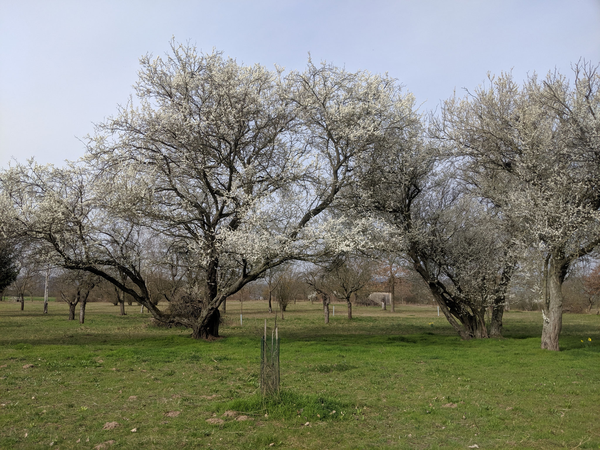 reaktivierte Streuobstwiese