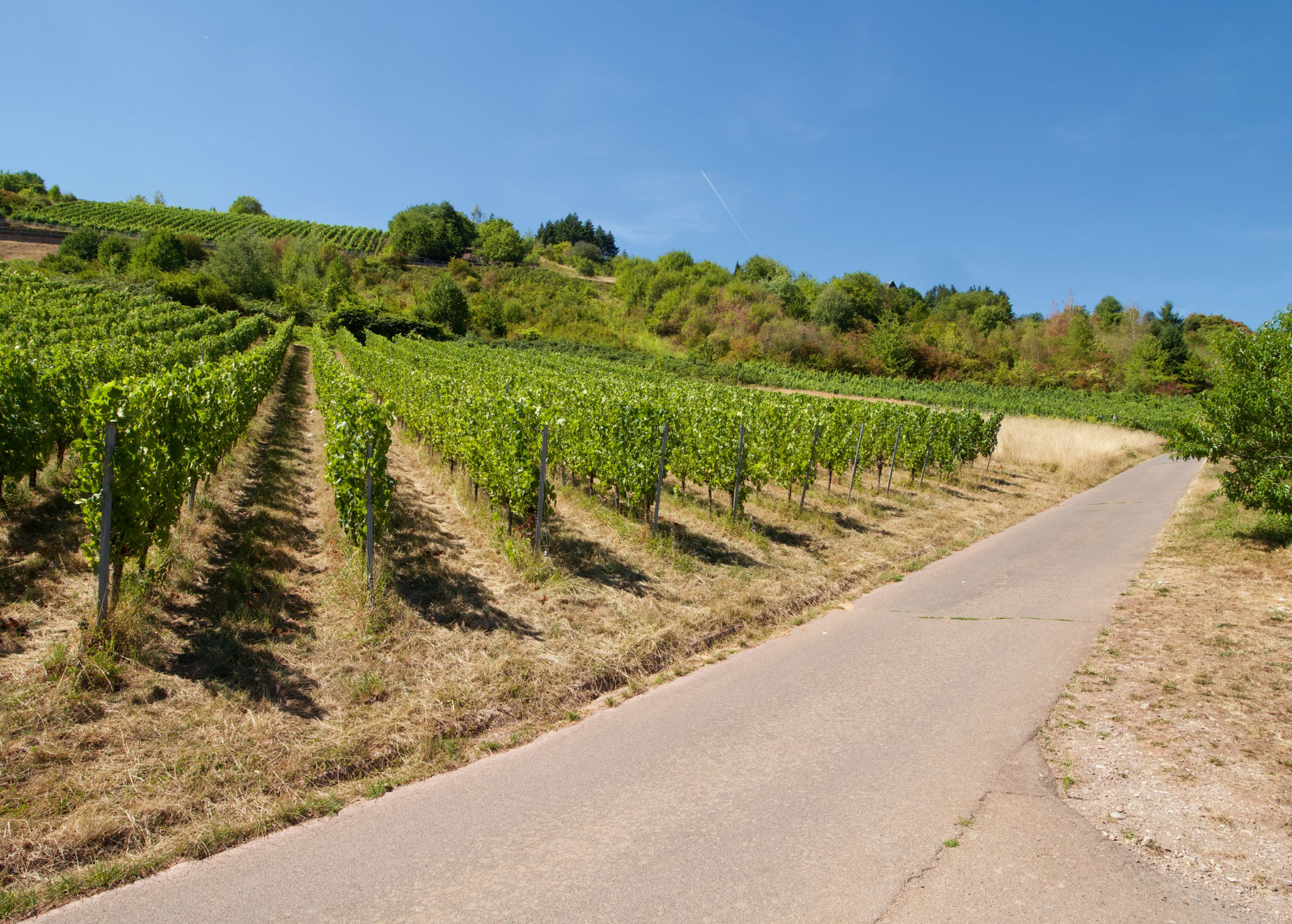 Trockene Begrünung im Weinberg