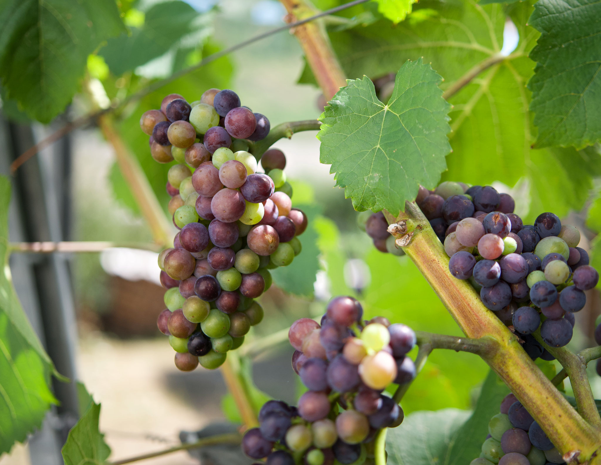 Spätburgunder Veraison