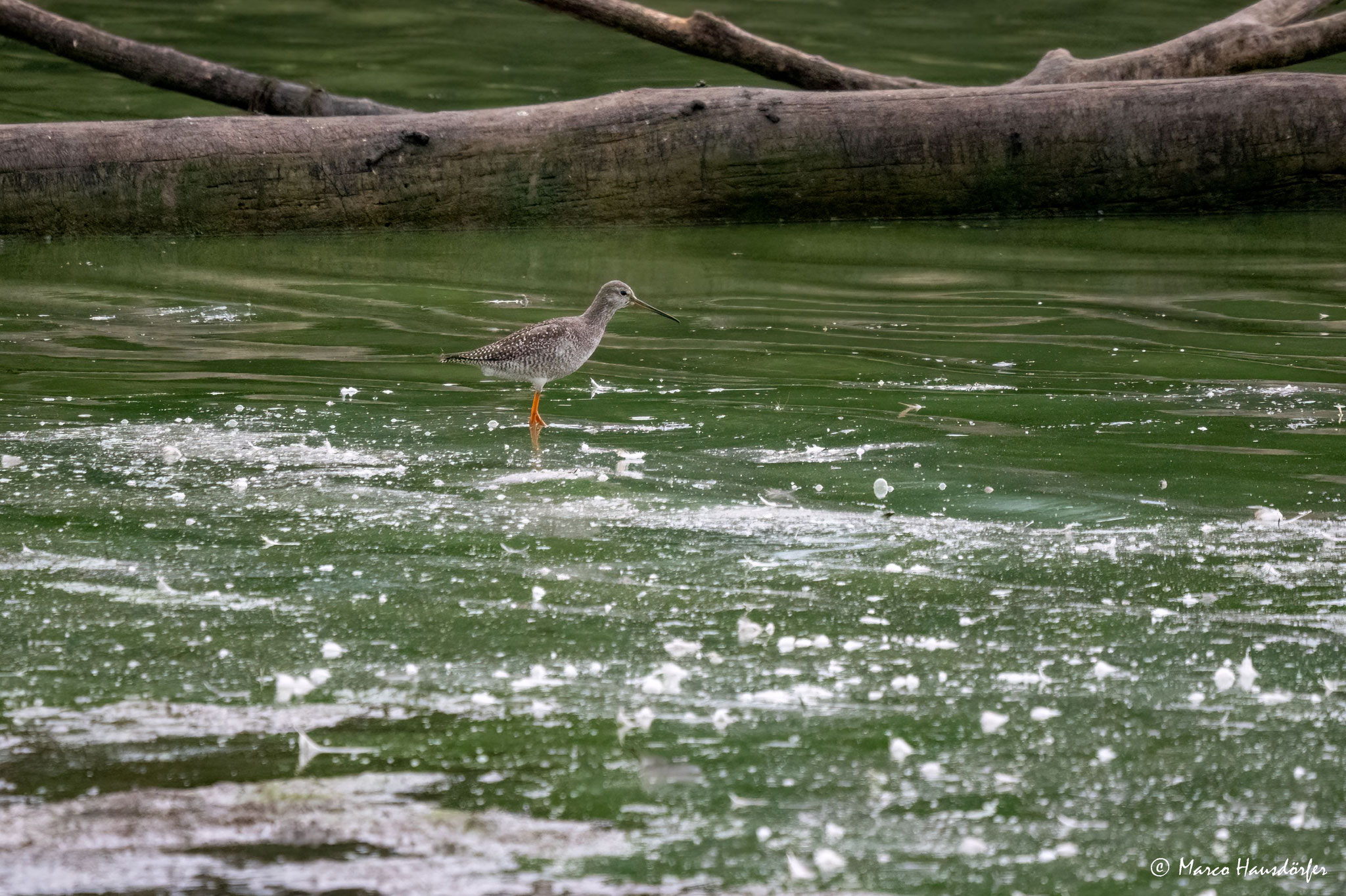 Dunkler Wasserläufer