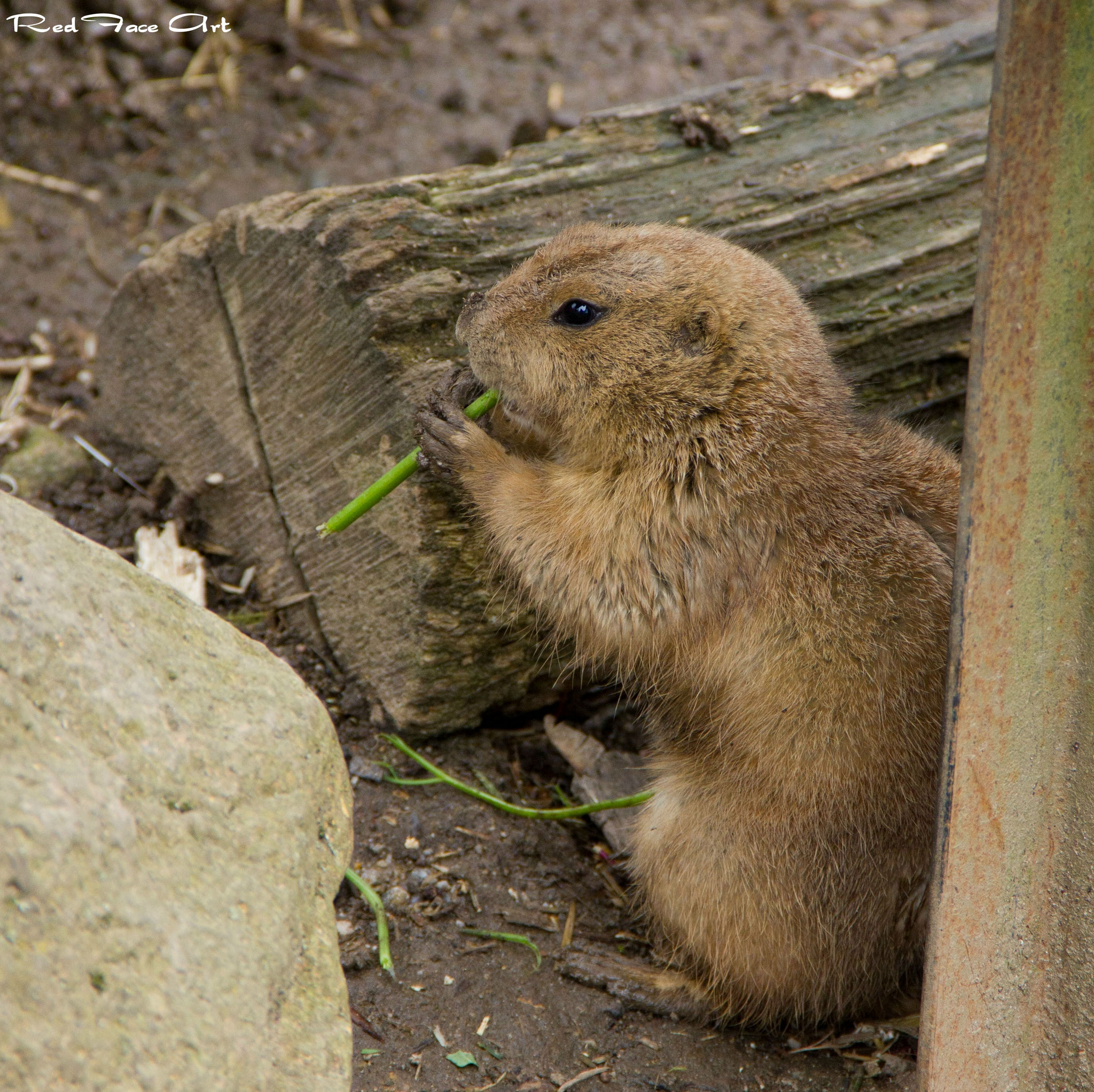 Tiere