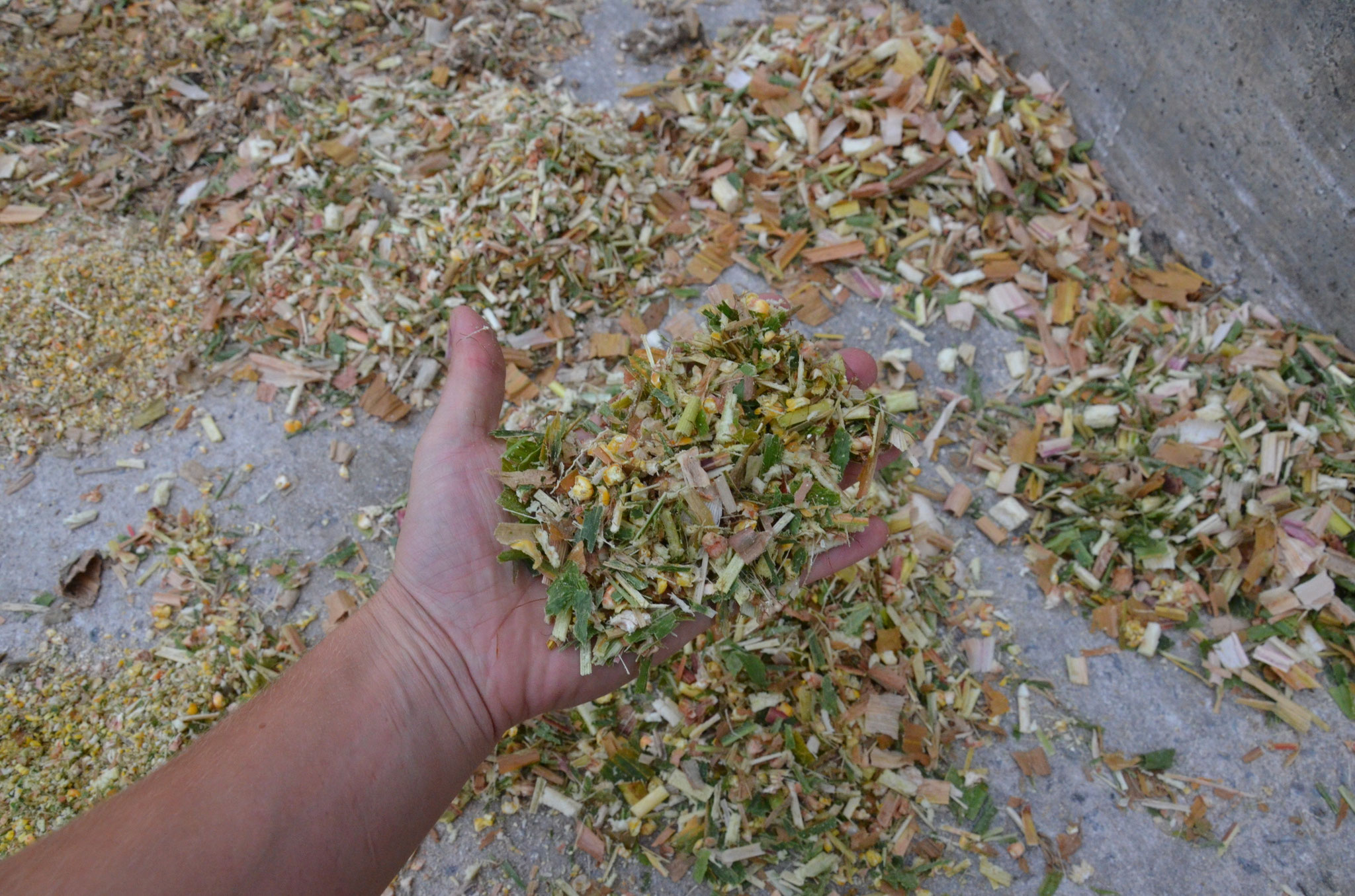 Ensilage de maïs