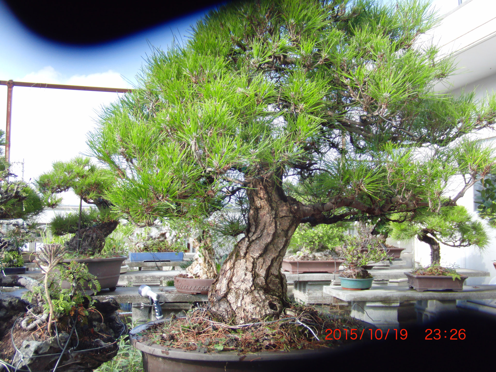 ガジュマル盆栽　琉球盆栽　小品盆栽　即展示可能 CATEGORY ガジュマル | 陶賊 -TOUZOKU- bonsai & pottery