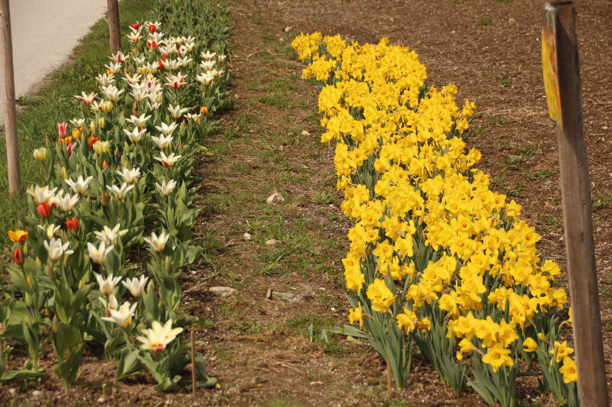 Blumen zum selber schneiden! Pranz´n Hof