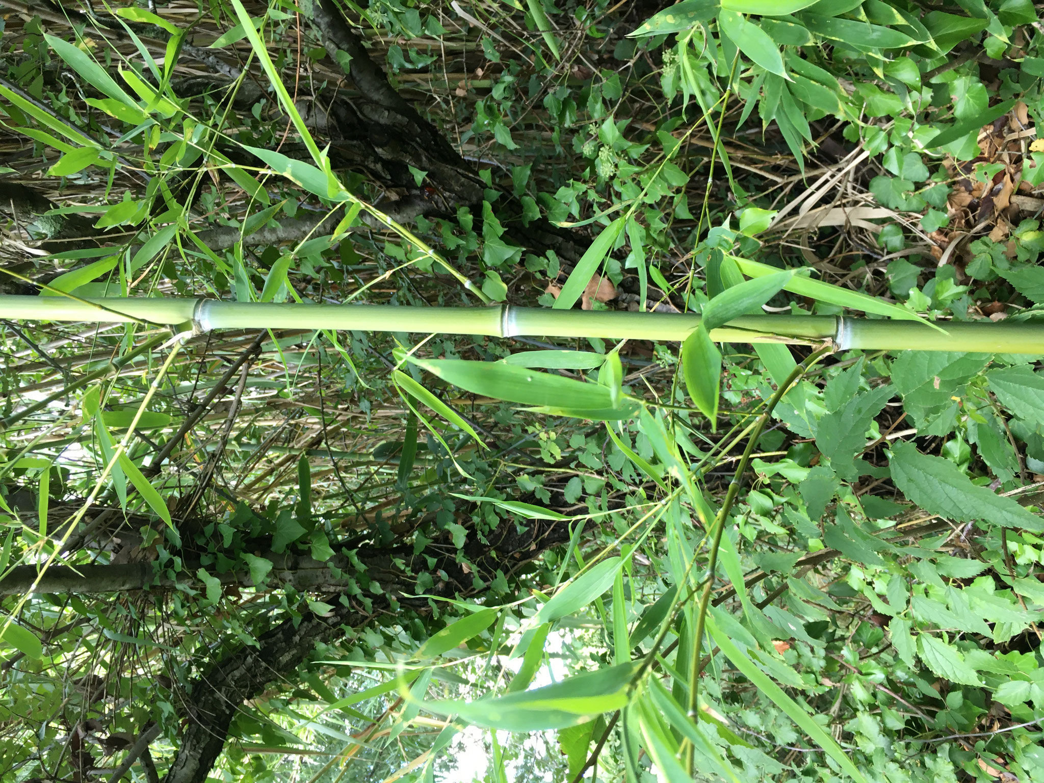 Phyllostachus aurea ramifications (Bambou doré)