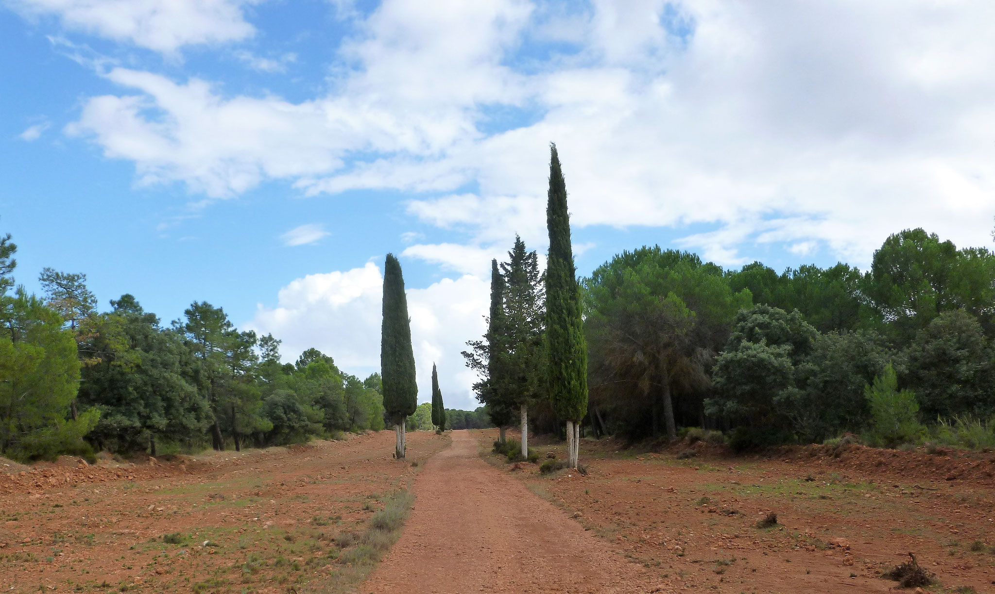 Brandschneise als Wanderweg.