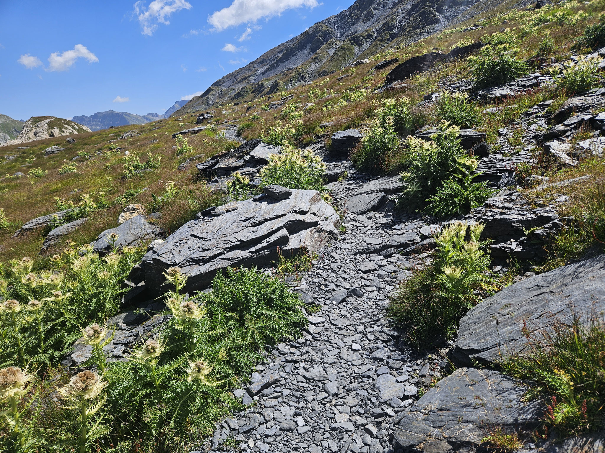 Greina-Hochtal mit Disteln.