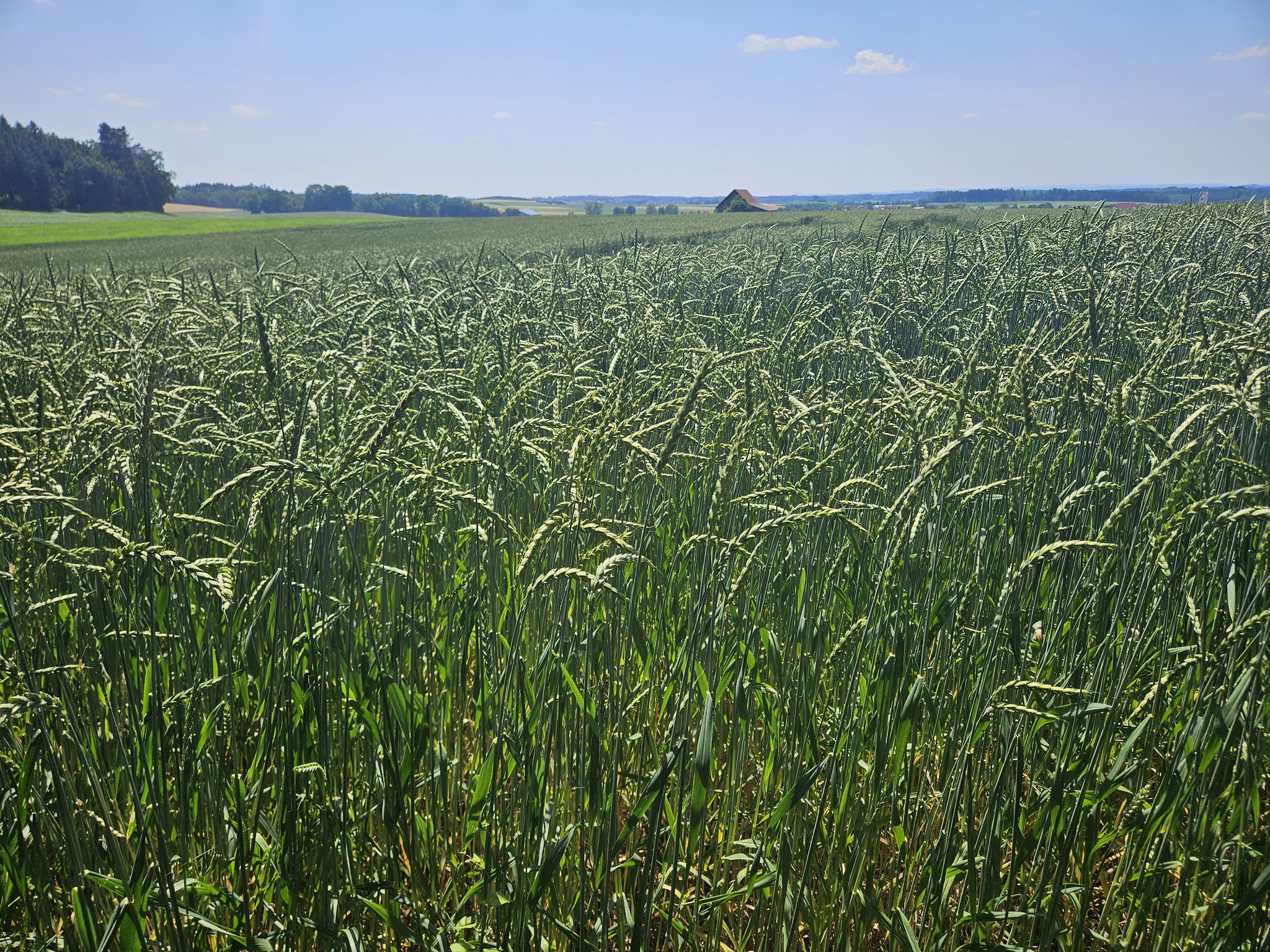 Bei Winterstettendorf.