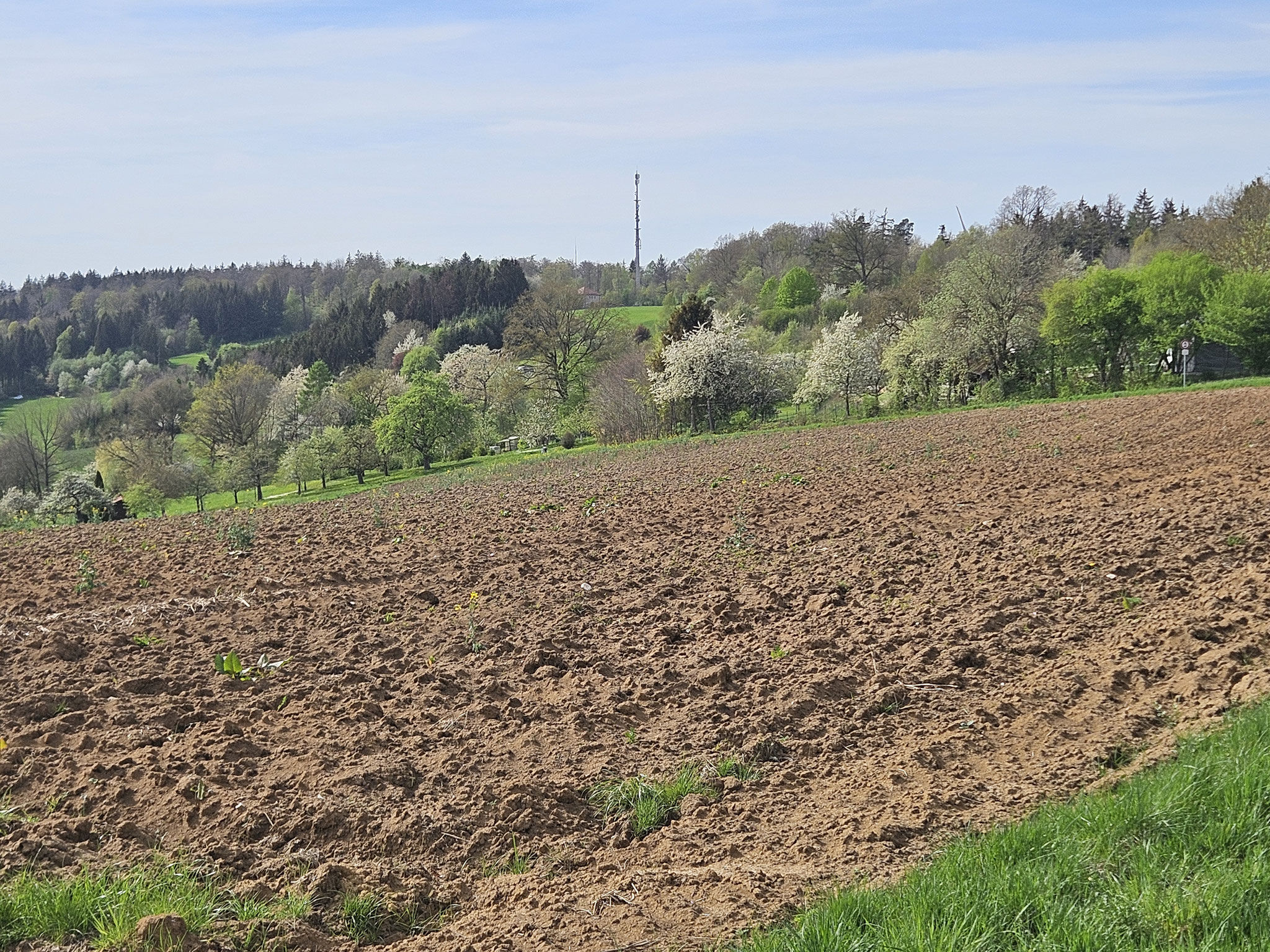 Ellenberg, Blick Richtung Hornberg.