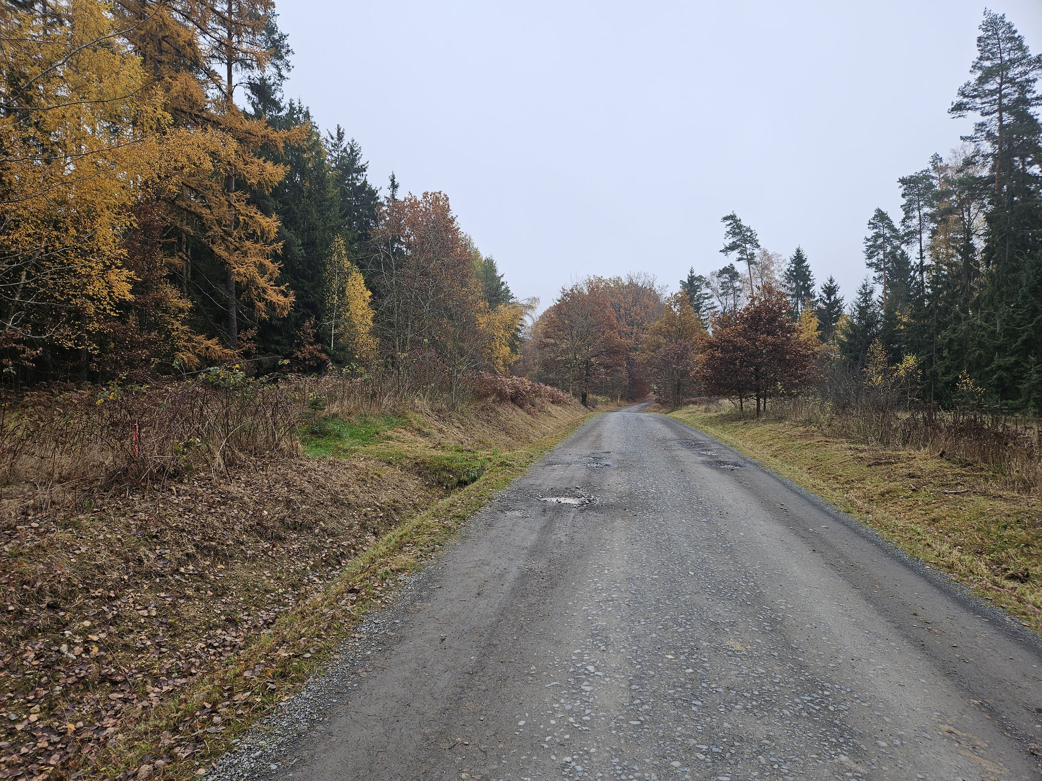 Grossenseeser Wald.