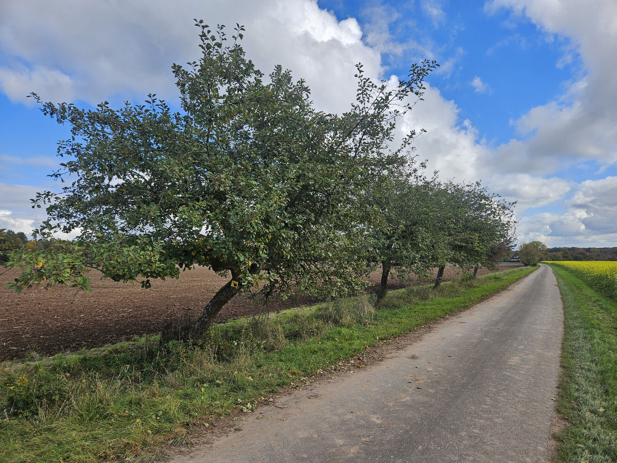 Obsthain bei Wachsenberg...