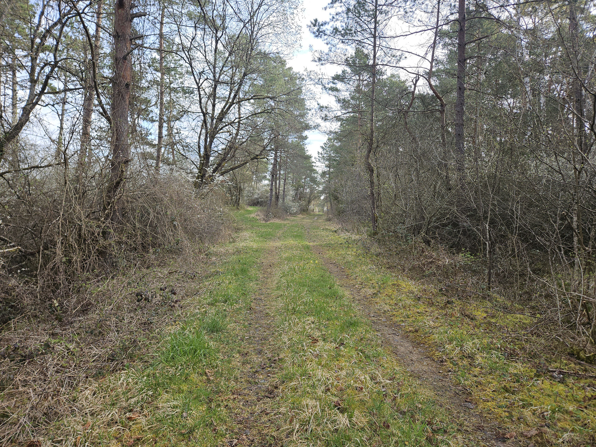 Bois des Montots, Wegstück auf der EHWS.