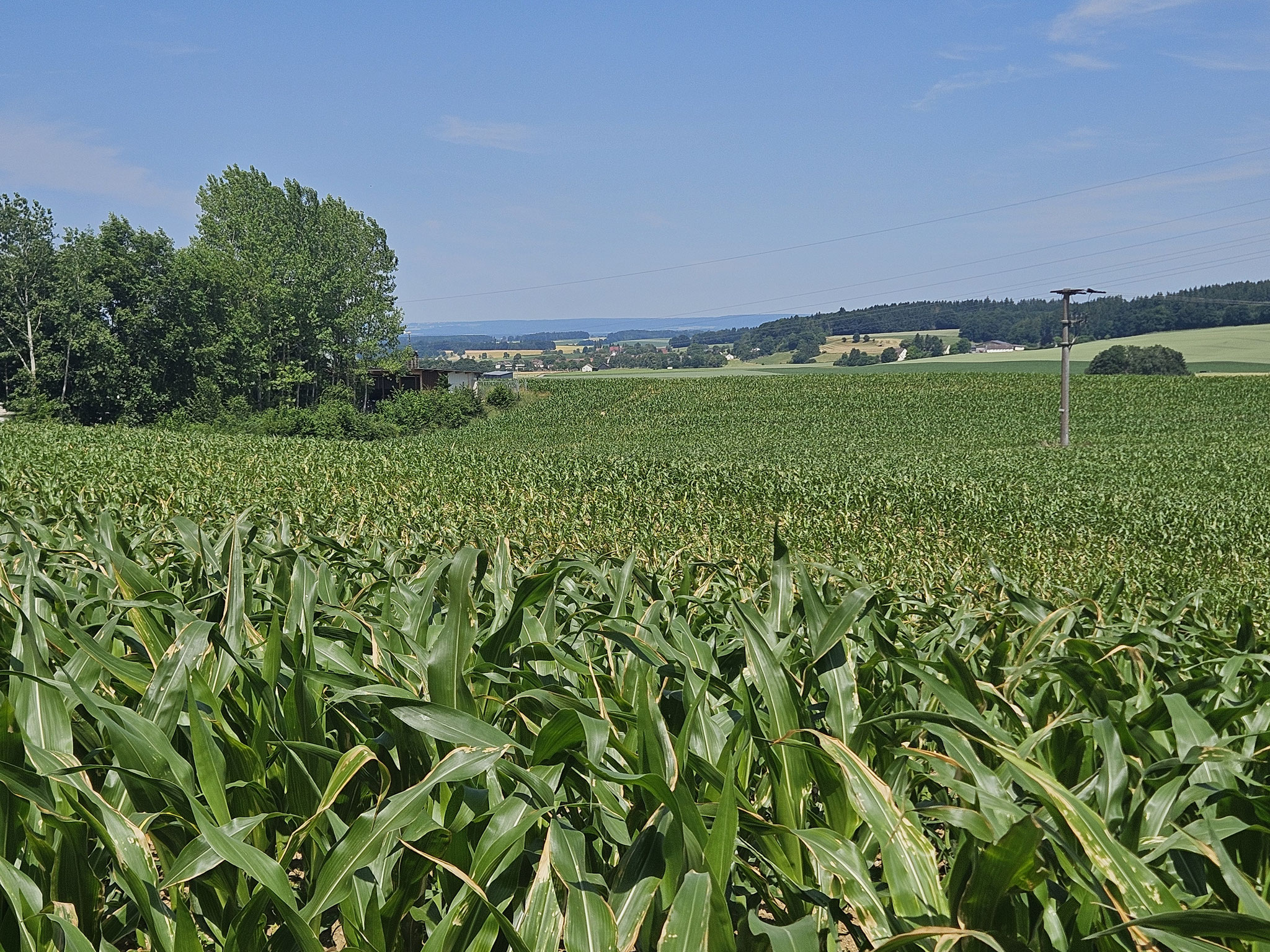 Altes Greut. Blick Richtung Schwäbische Alb.