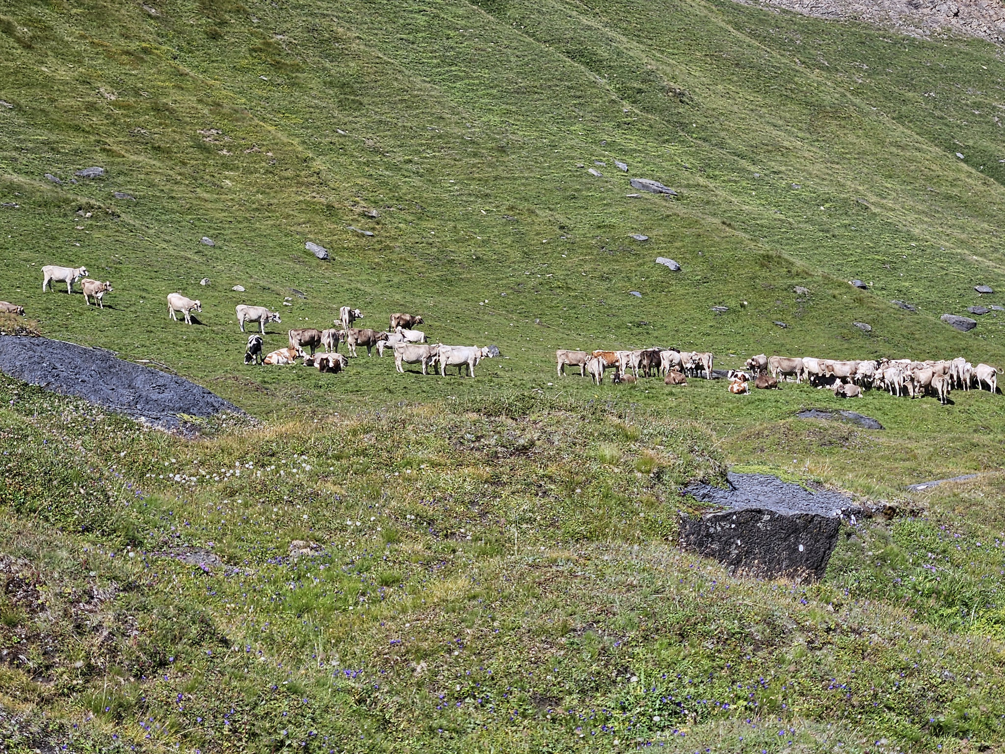 Auf der Alpe di Bovarina.