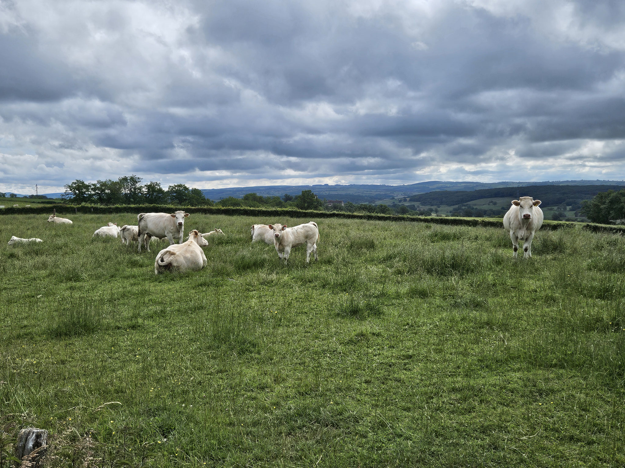 Charolais-Kühe bei Bois Labert.
