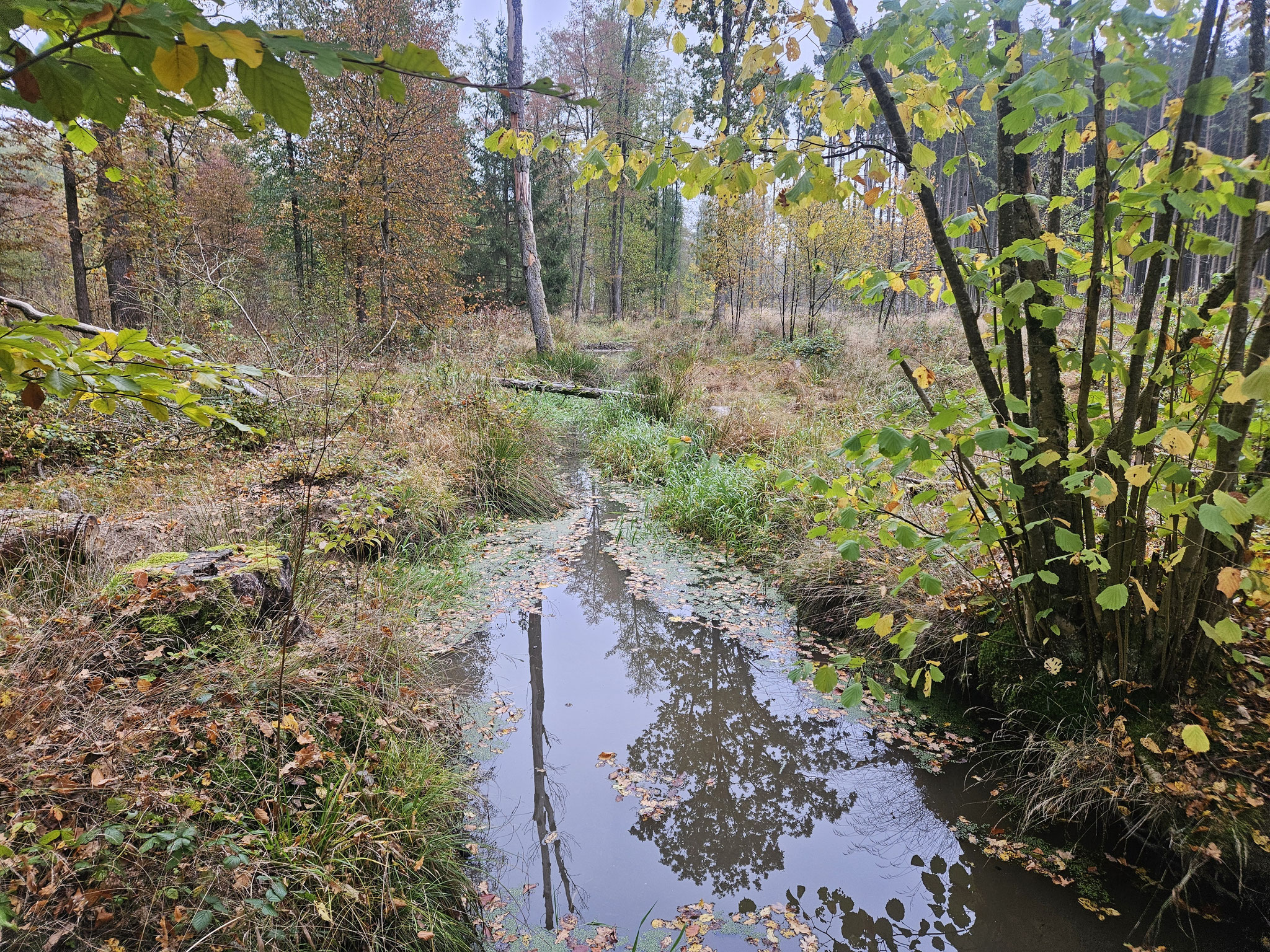 Einer von vielen Gräben am Altmühl-Ursprung.