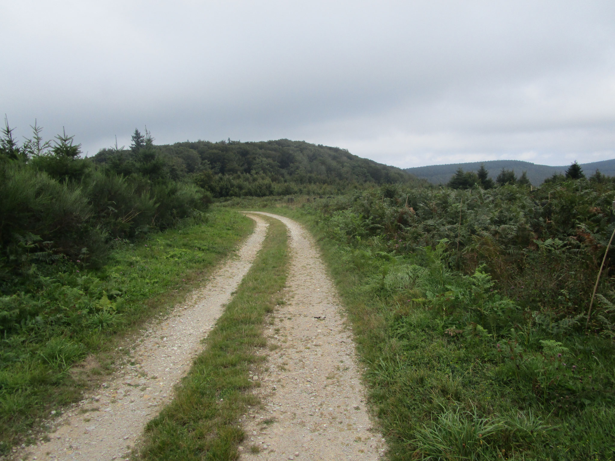 Forstweg an der Wasserscheide.