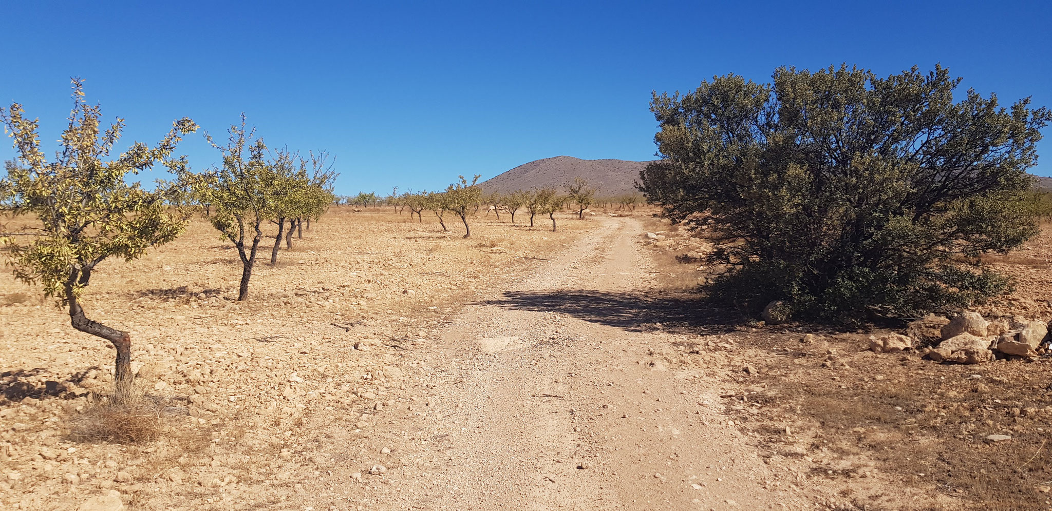 Der Sierra de Baza entgegen.