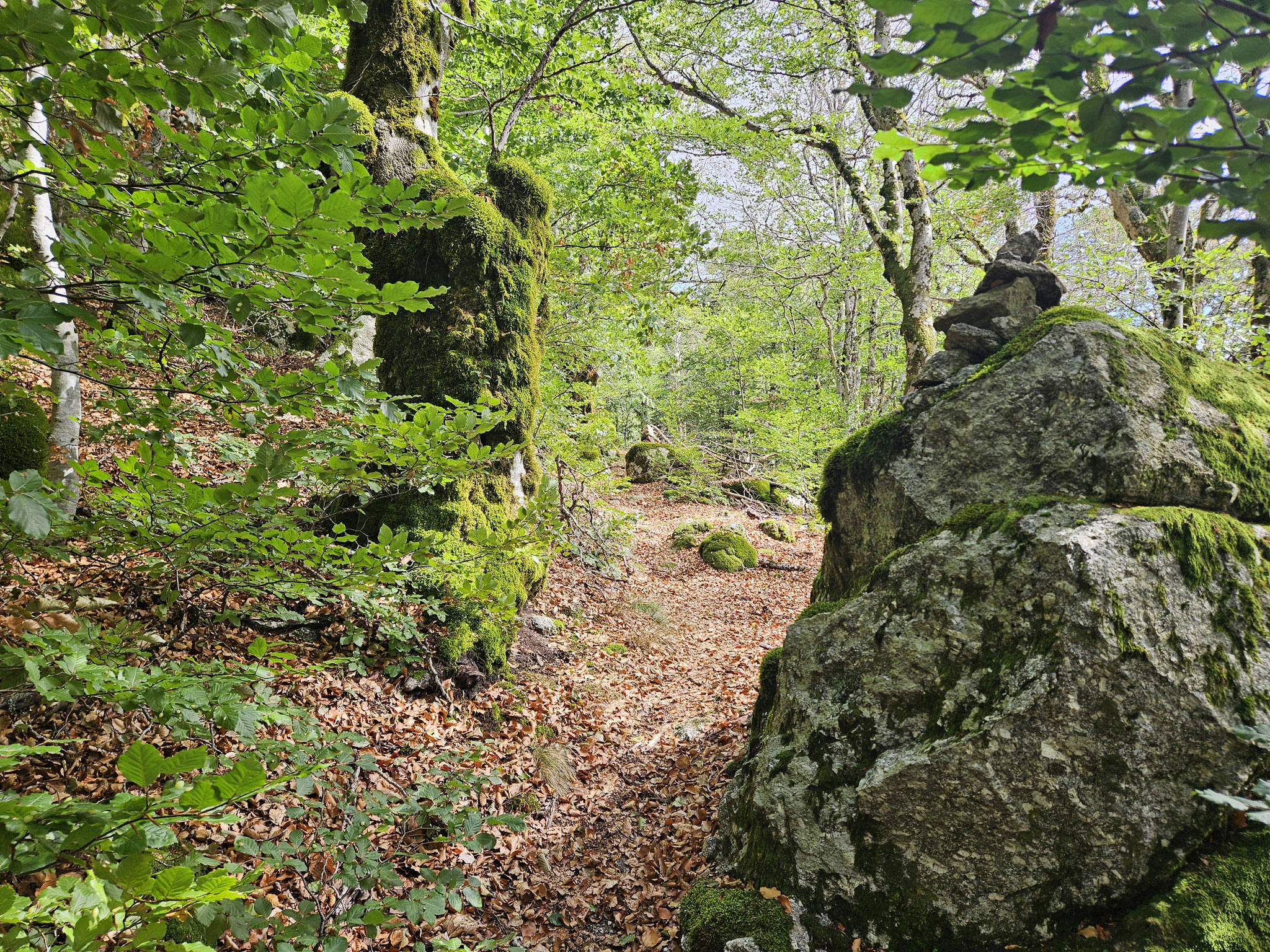 Südflanke der EHWS, dem Col des Portes entgegen.
