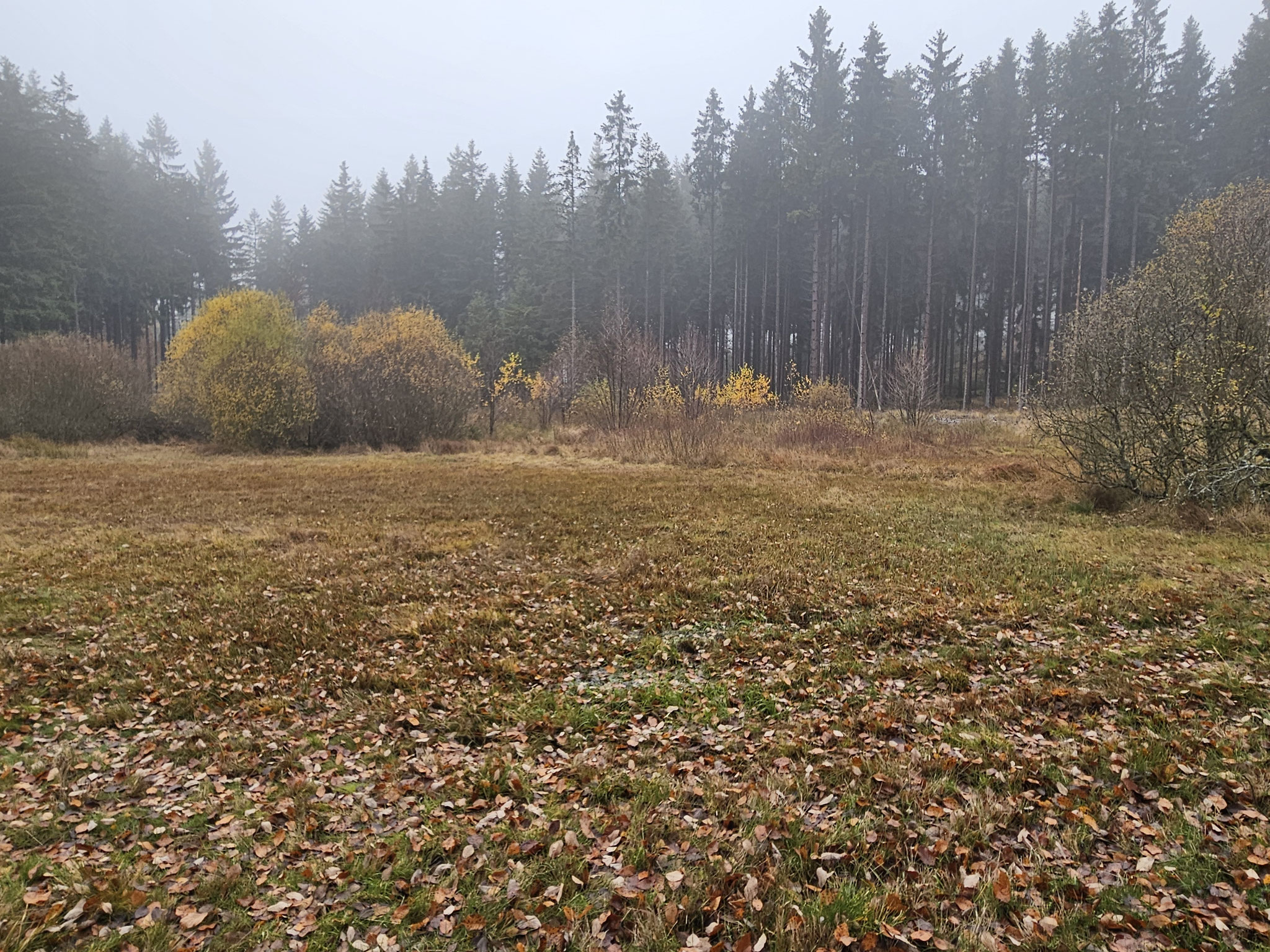 Sattelmoor.