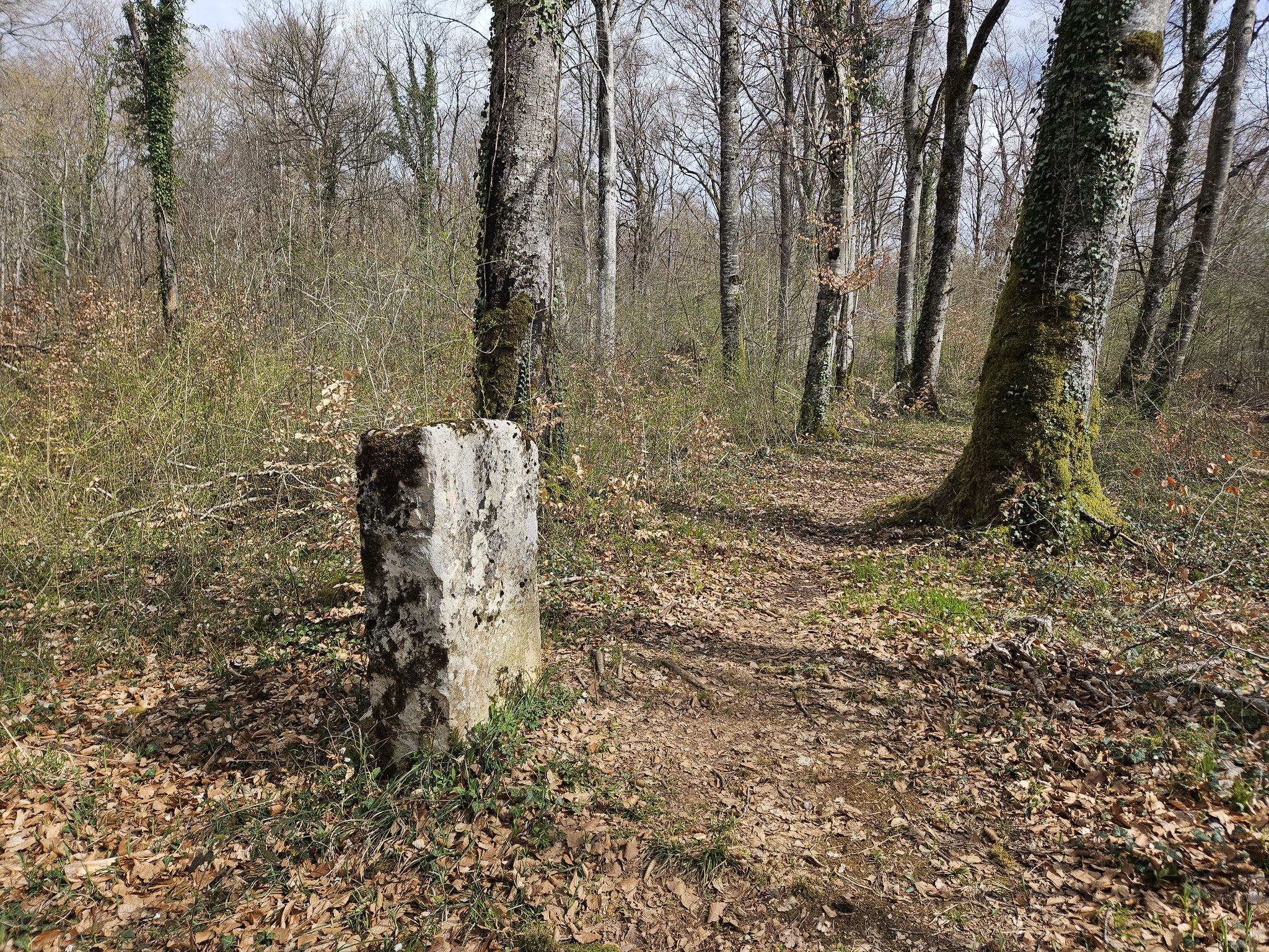 Wald von Poncey, langer Weg mit historischen Grenzsteinen.