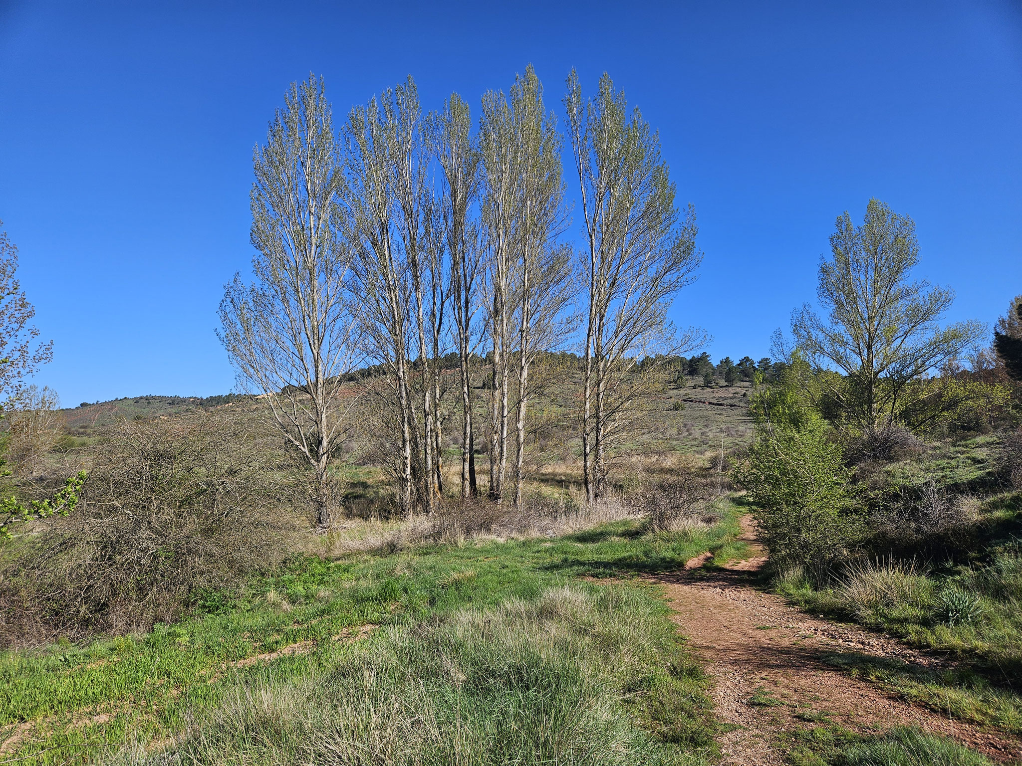 Rambla de las Cañadas.