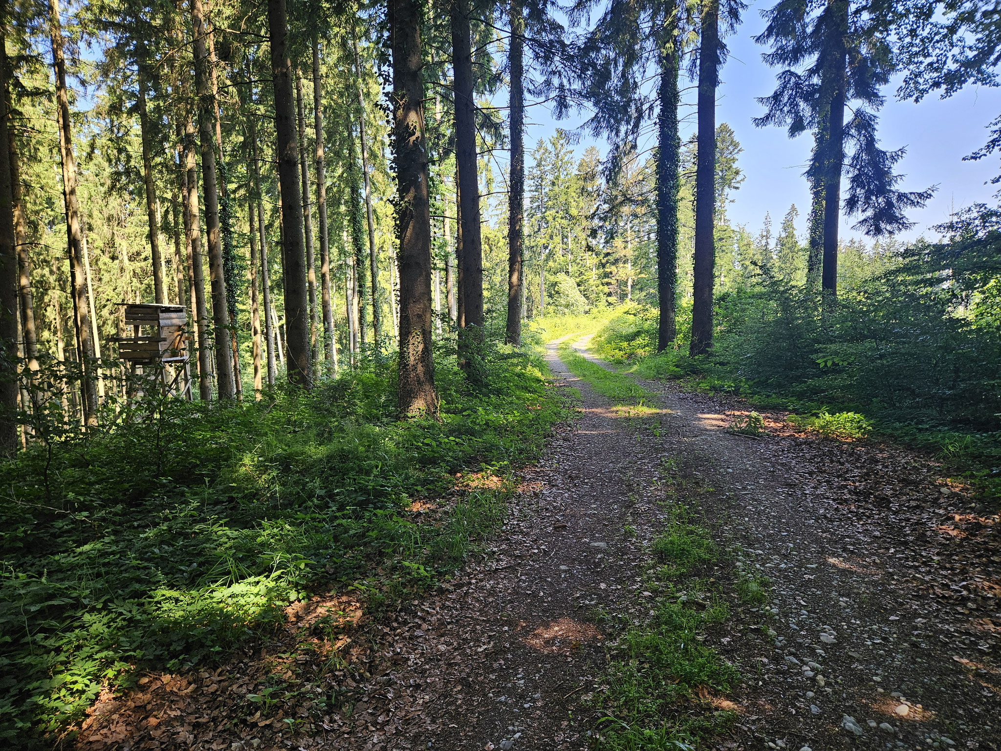 Im Schellenbergwald, EHWS.