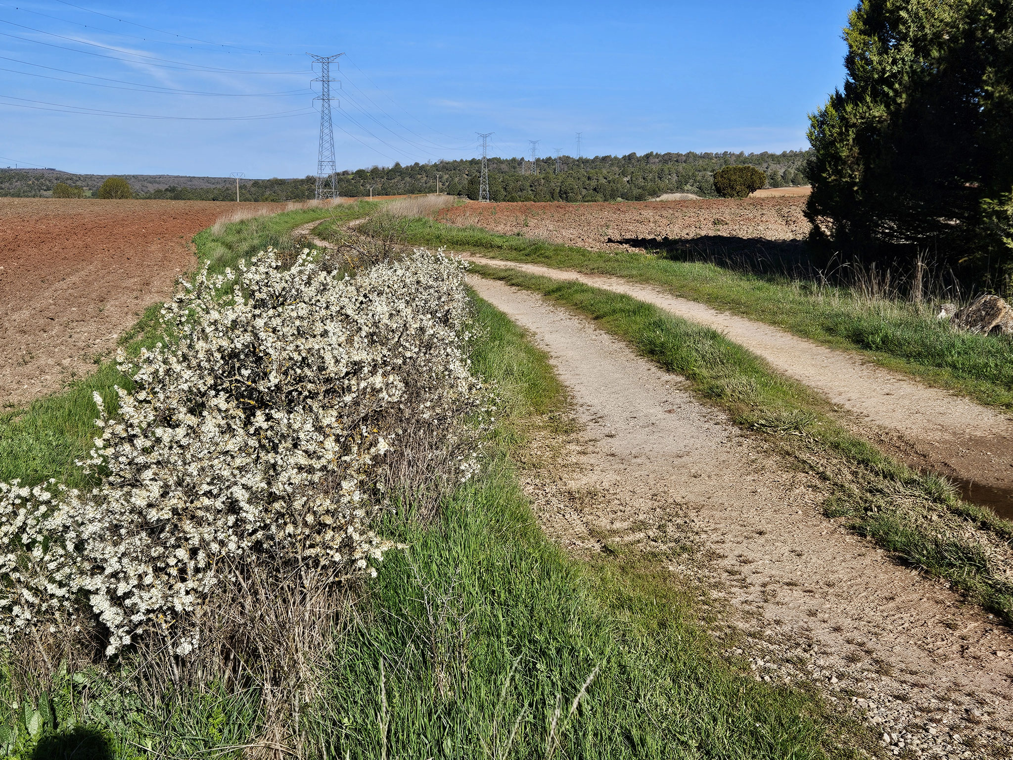 Camino de Ablanque: Weg nach Selas.