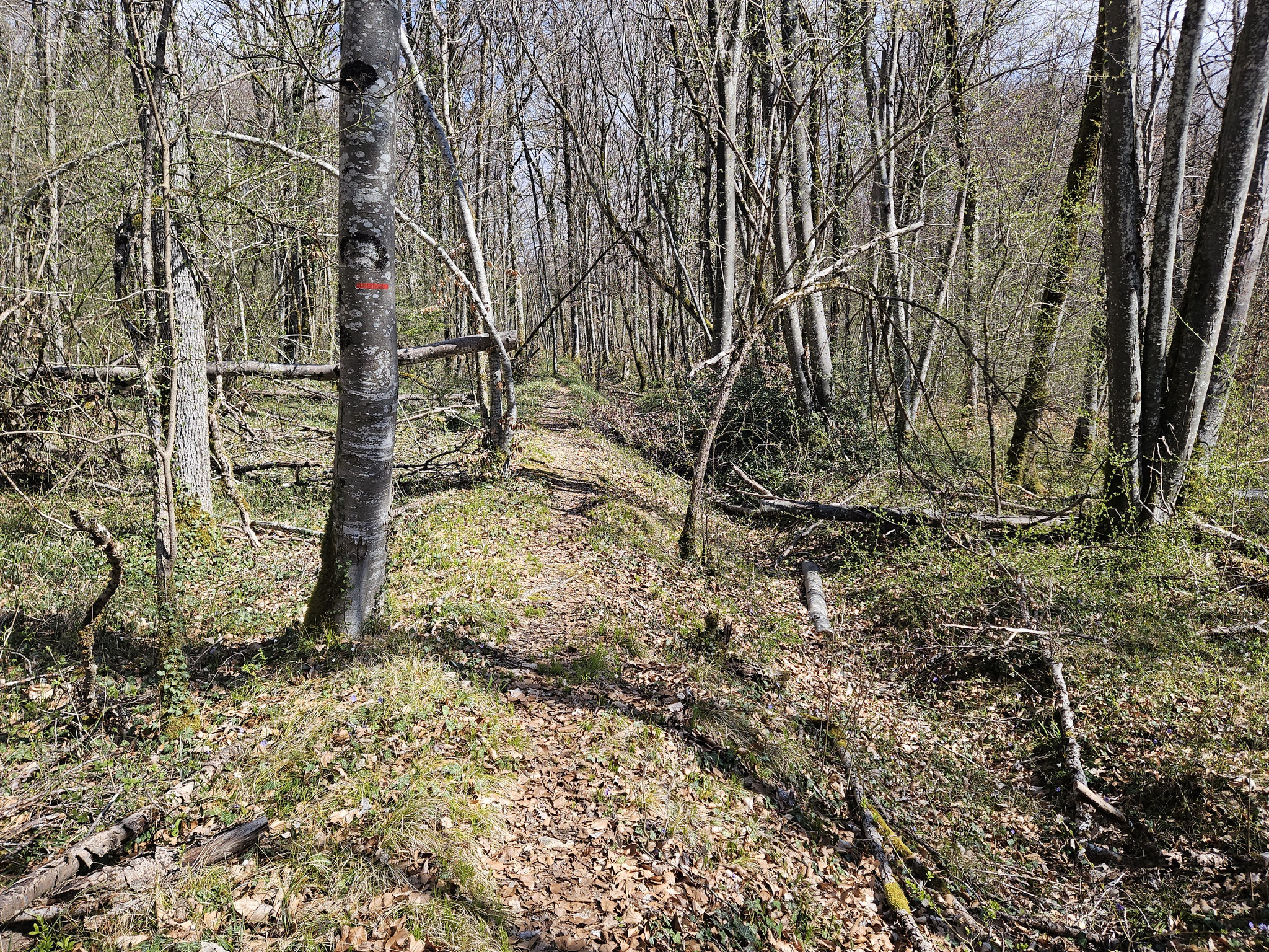 Wald von Poncey, langer Weg entlang der Wasserscheide.