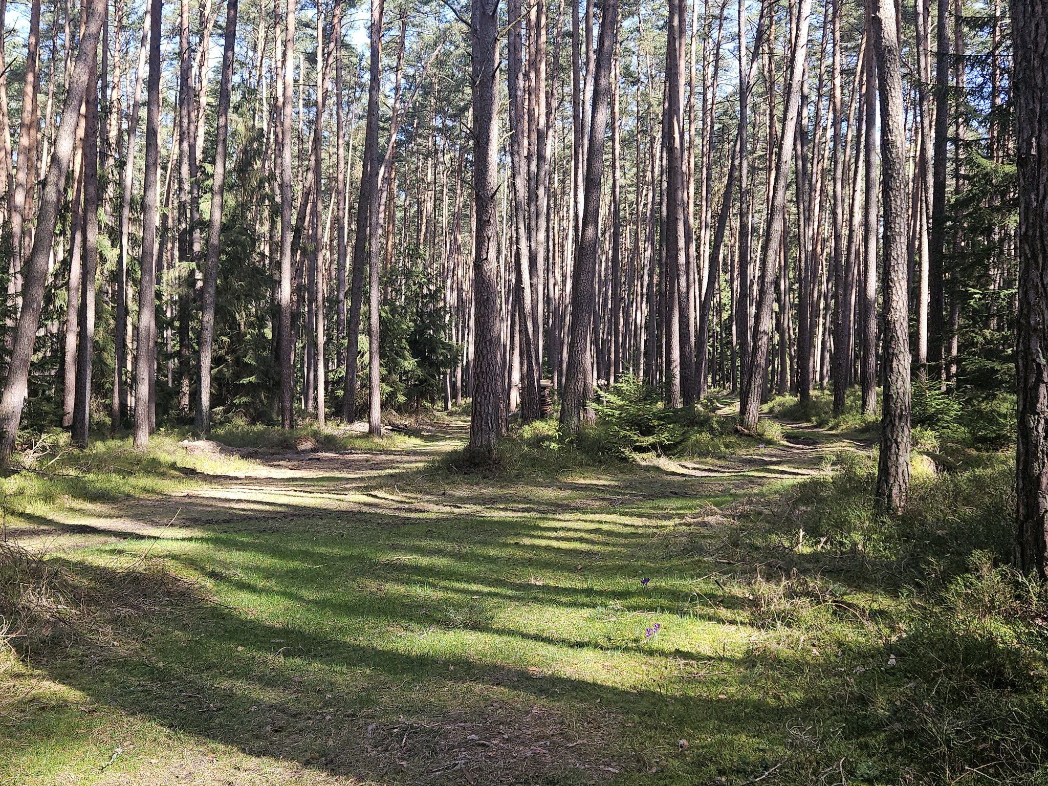 Rosenberg-Wald.