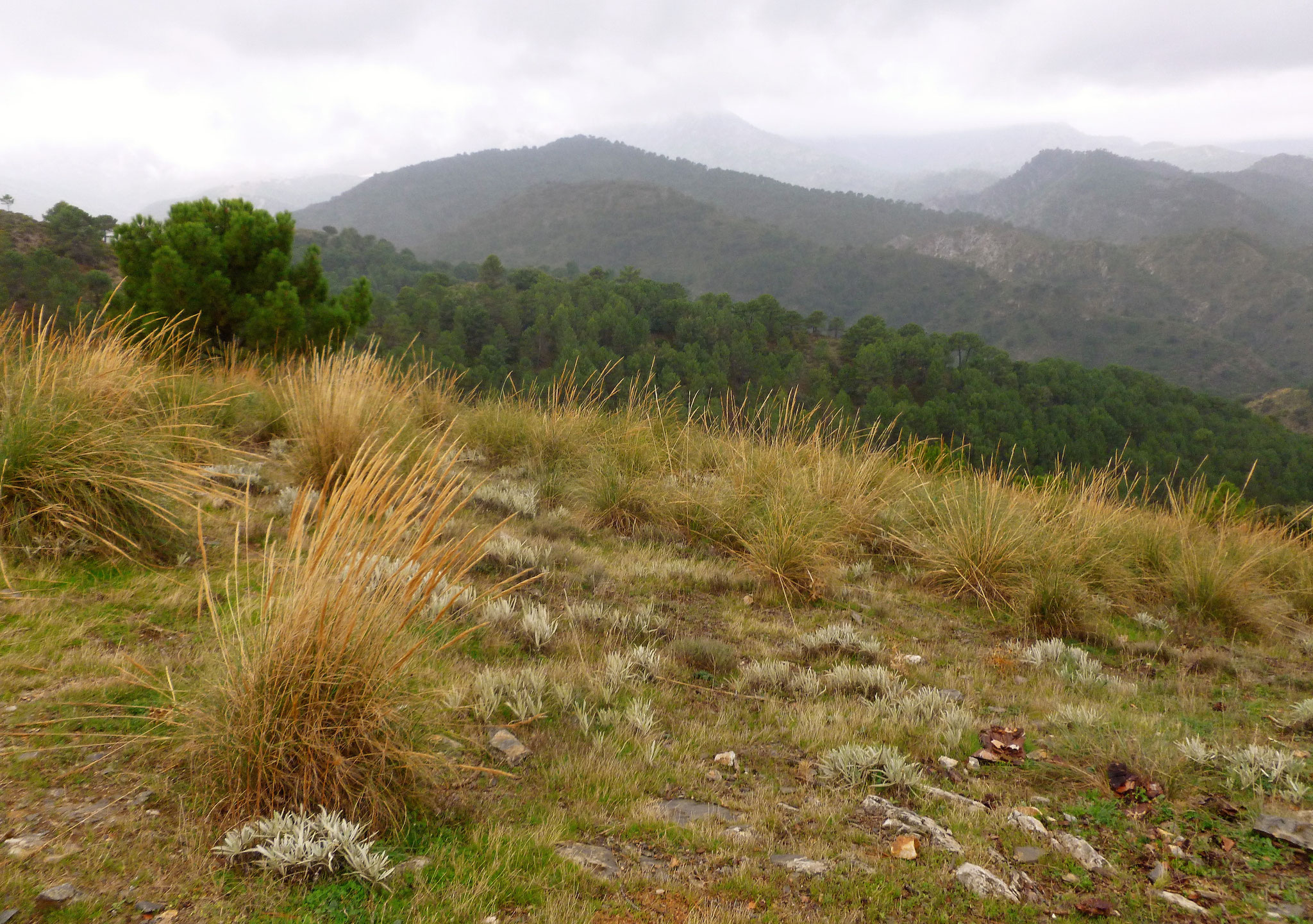 Cuesta de las Pulgas, Blick zur Sierra de Almijara.