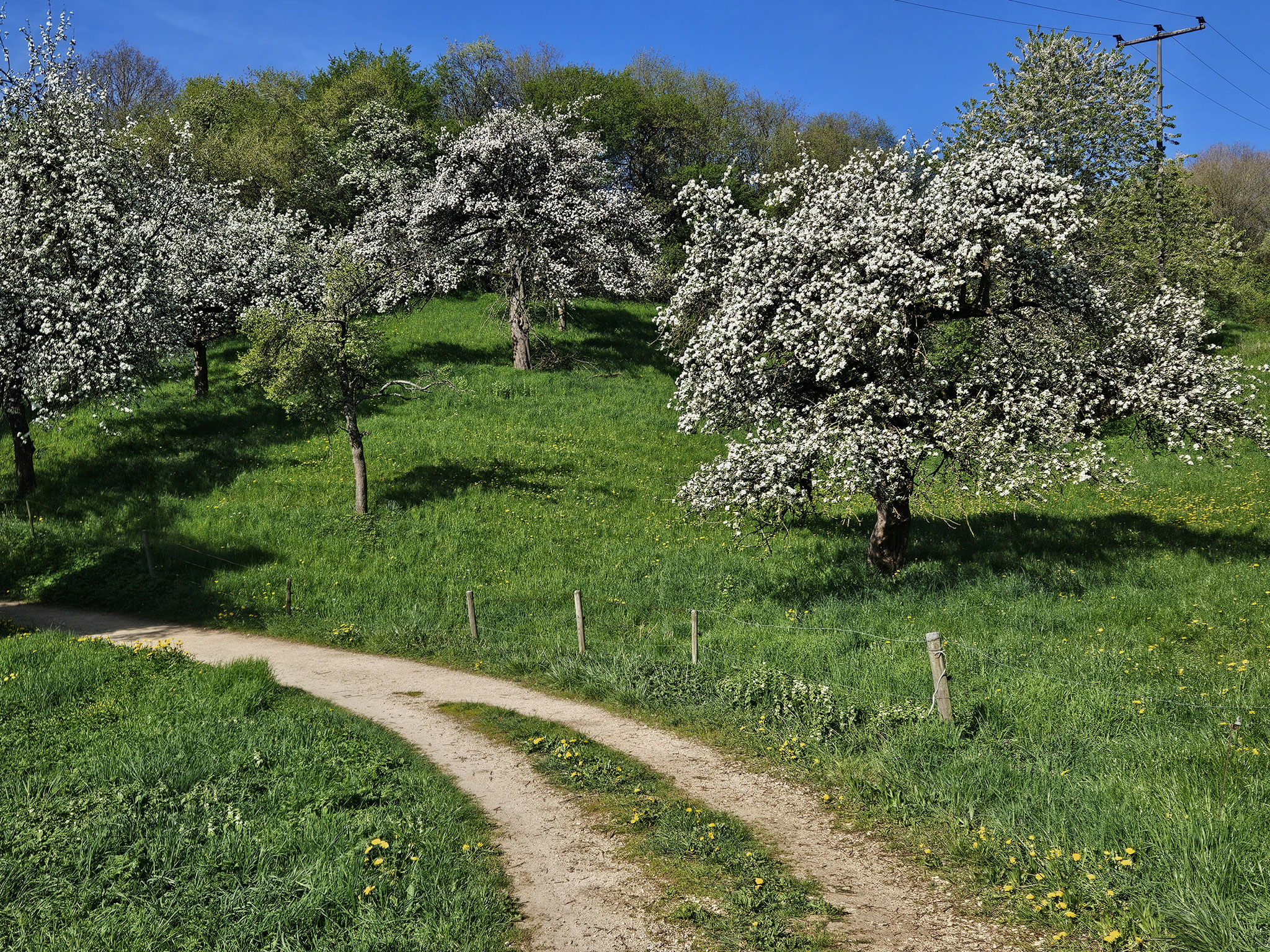 Obstbäume unter Röthardt.