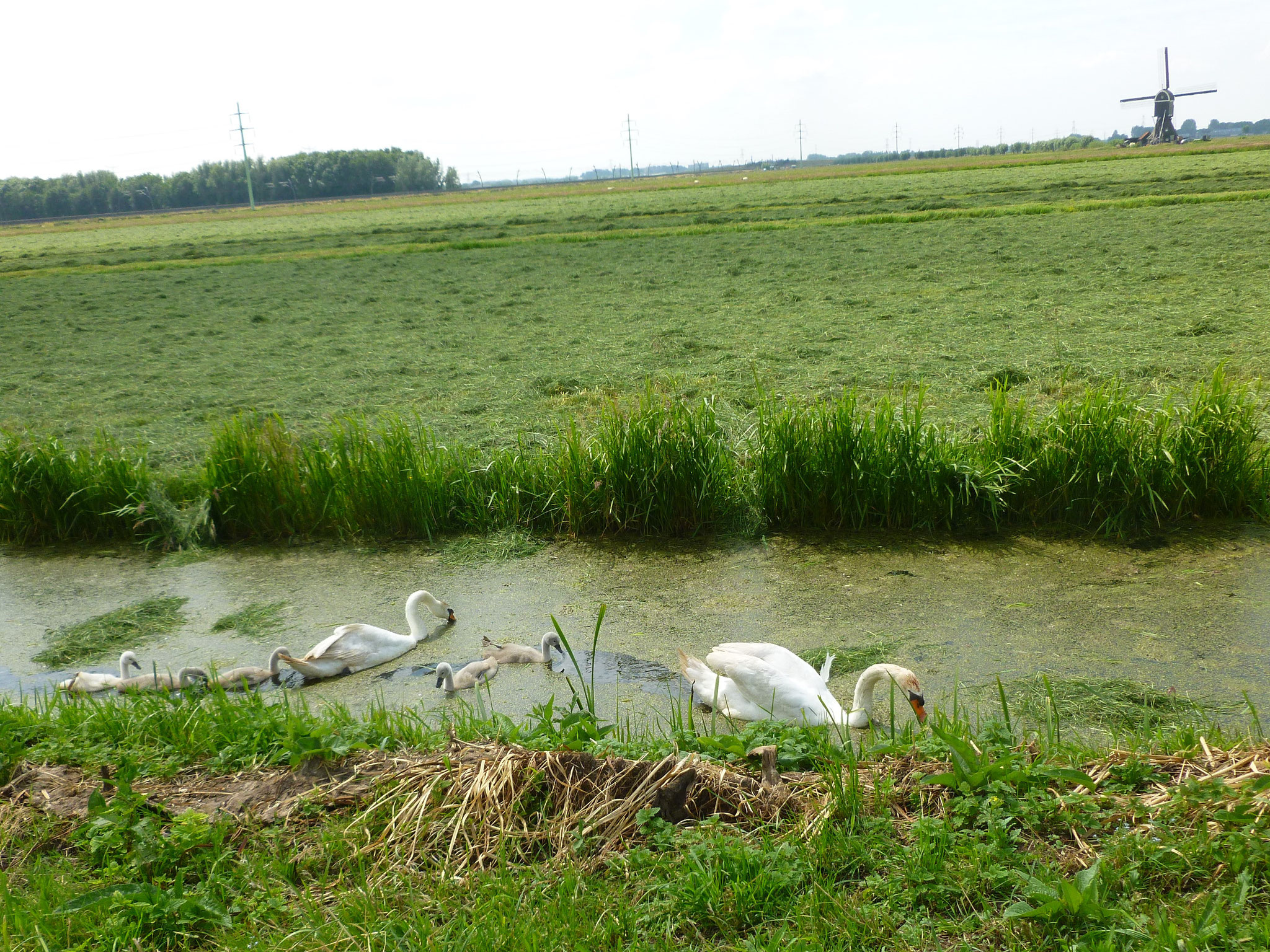 Bei Hardinxveld-Giessendam.