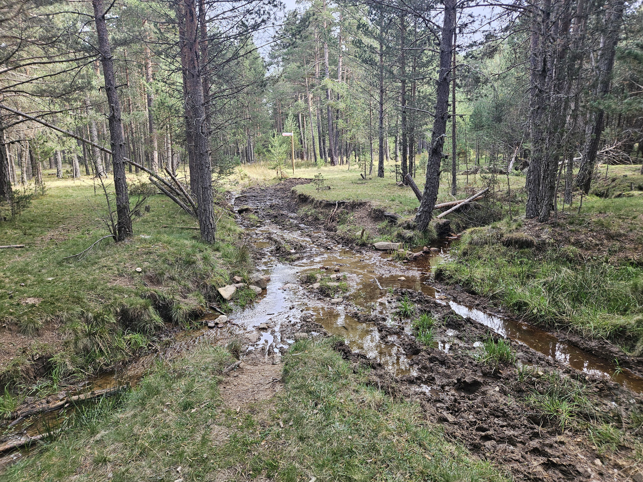 Wald von El Canto.