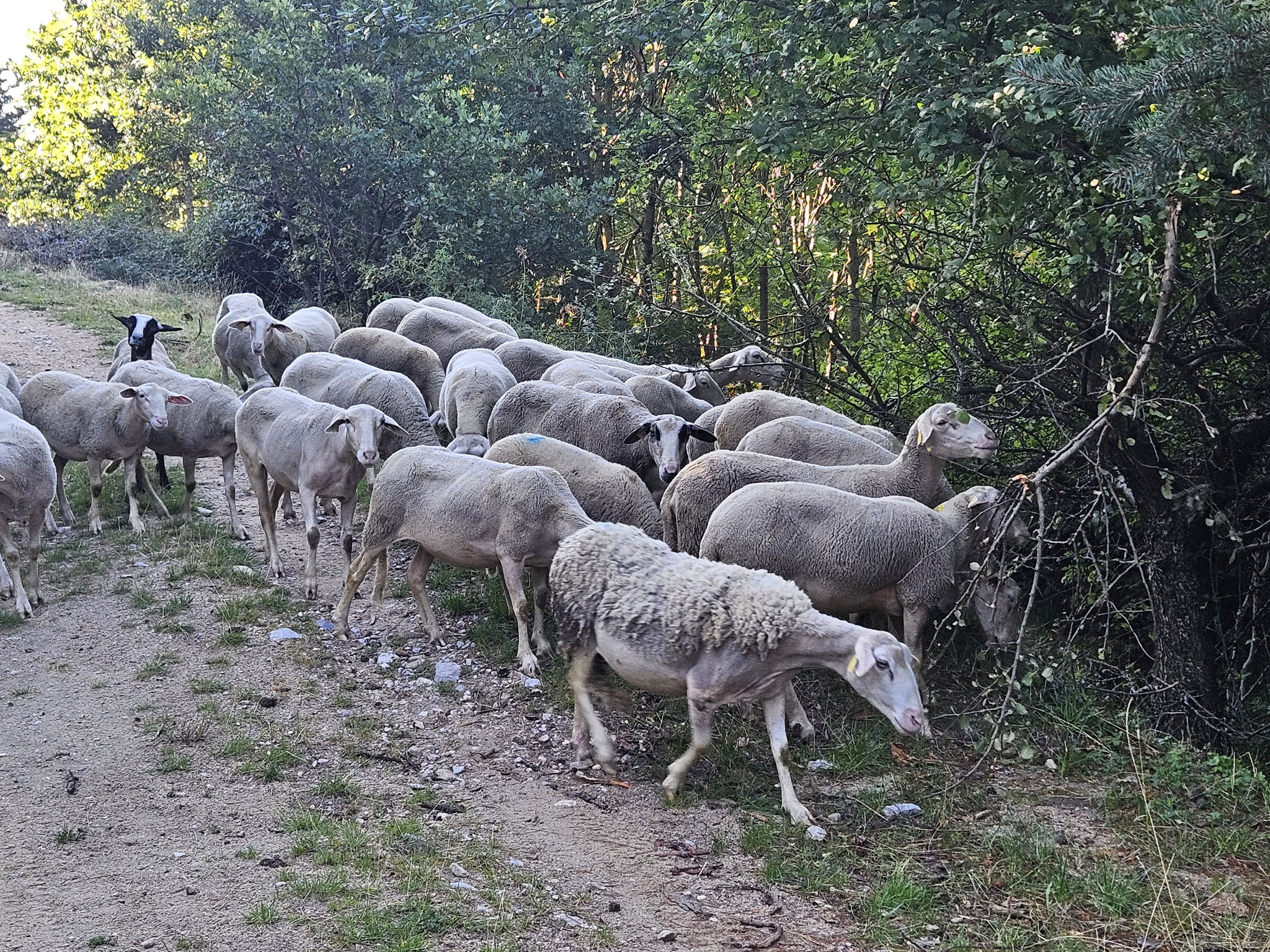 Unterwegs nach Barre-des-Cévennes.