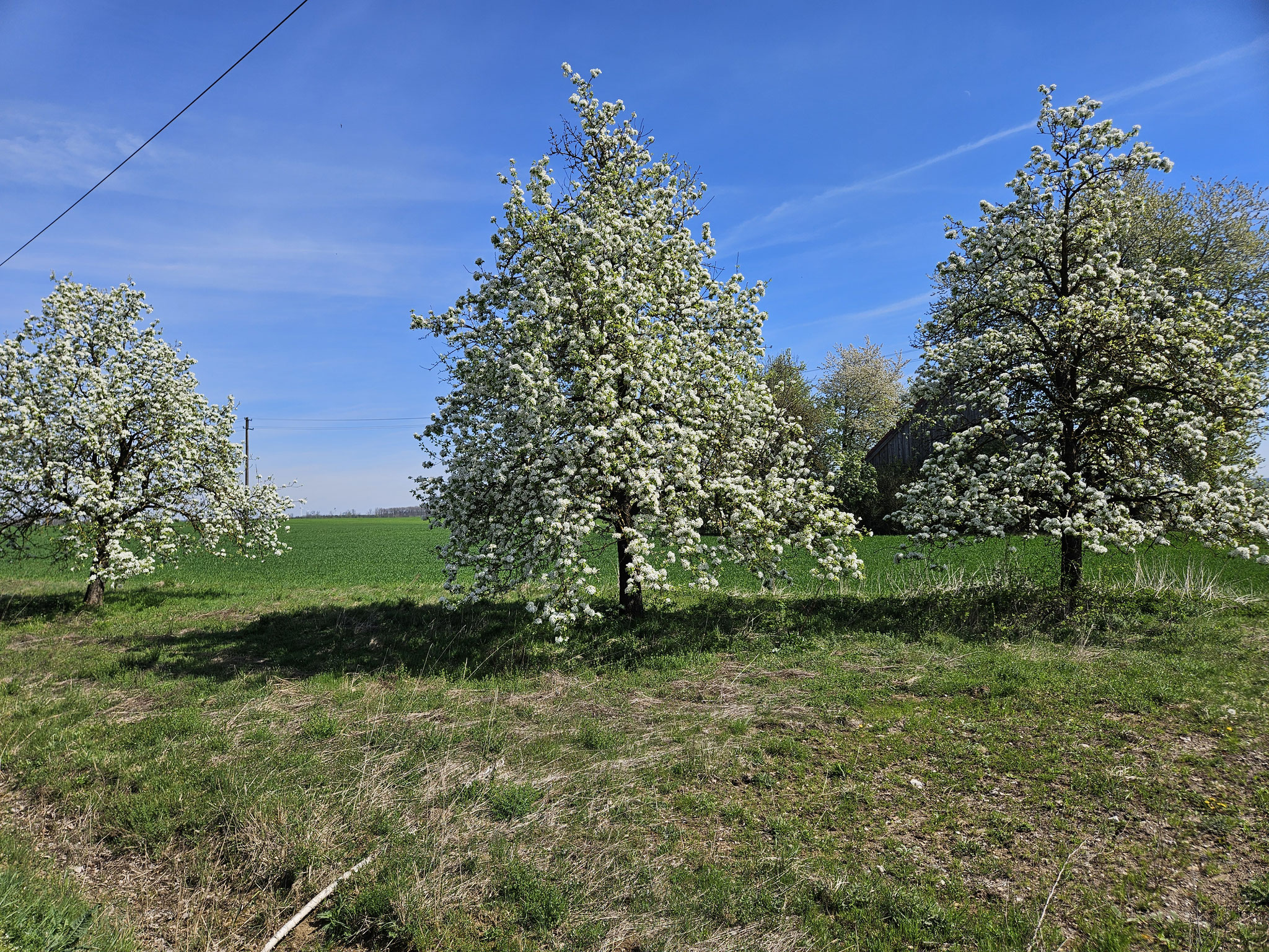 Blühende Obstbäume bei Walxheim.