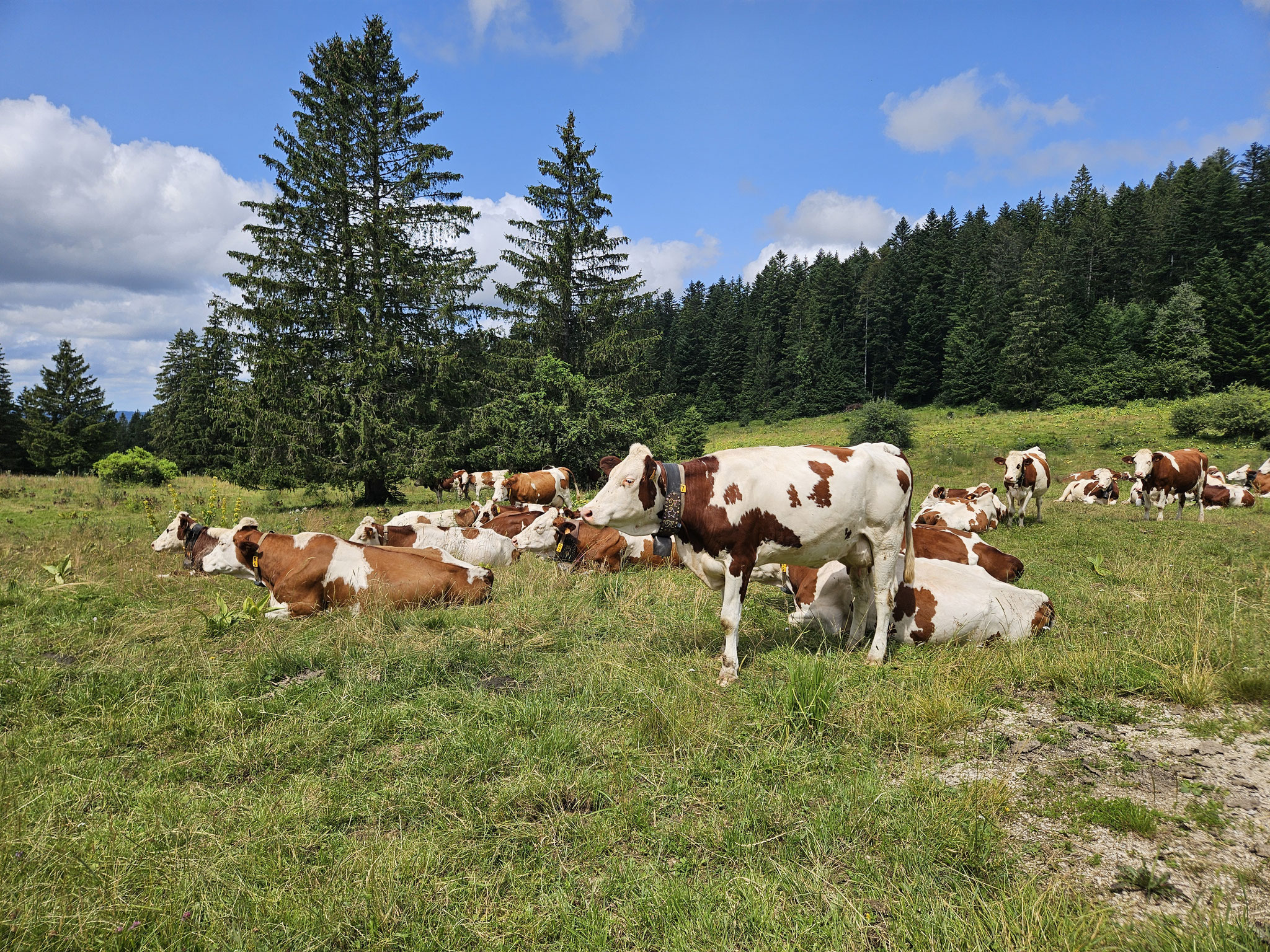 Kuhherde bei Vuillaume.