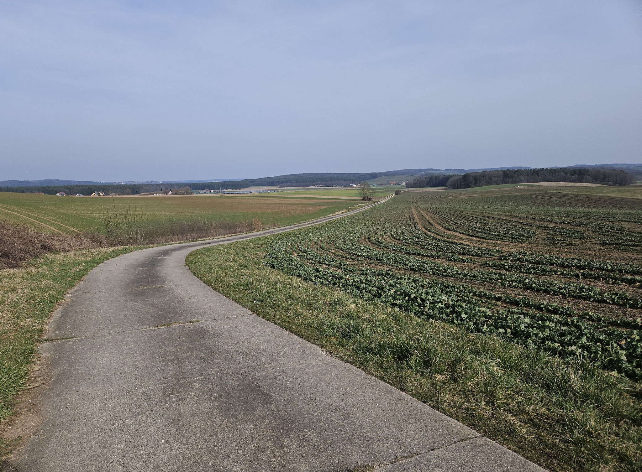 Limesweg bei Frickenfelden.